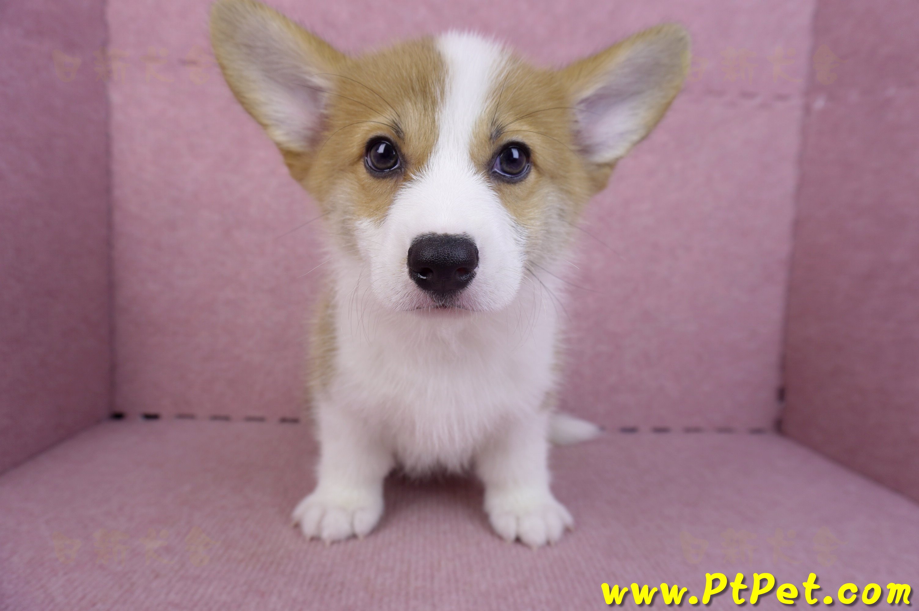 10/10雙色柯基犬母幼犬(高雄大寮)