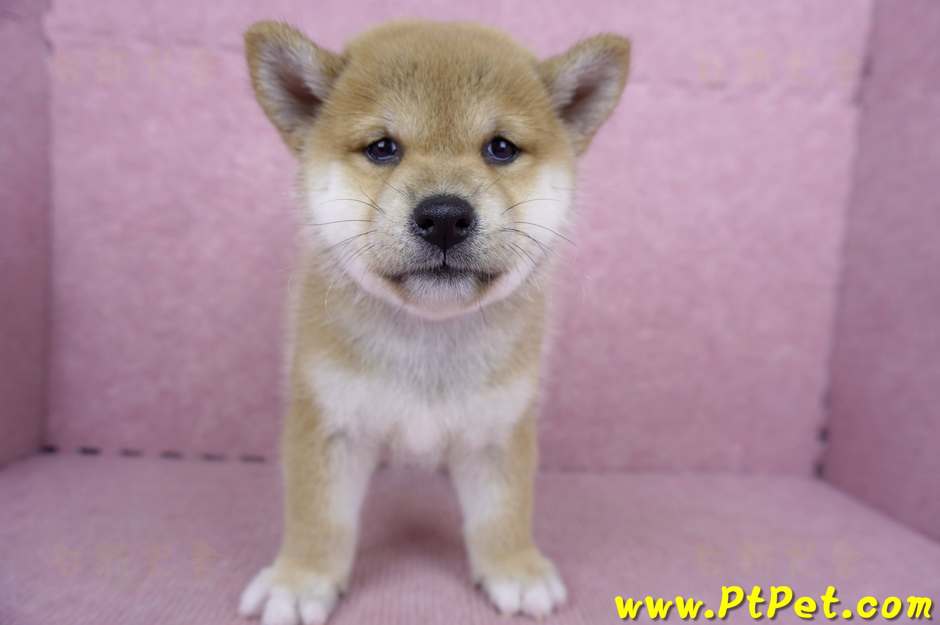 09/10赤色柴犬母幼犬