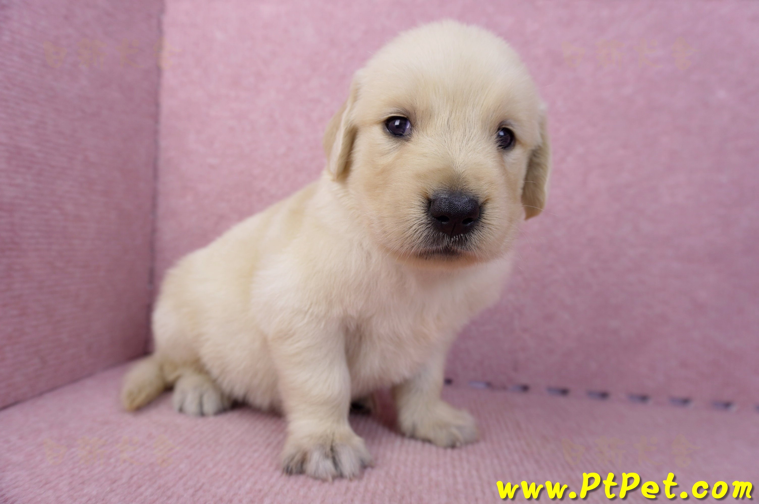 07/18黃金獵犬母幼犬4號(台中潭子)