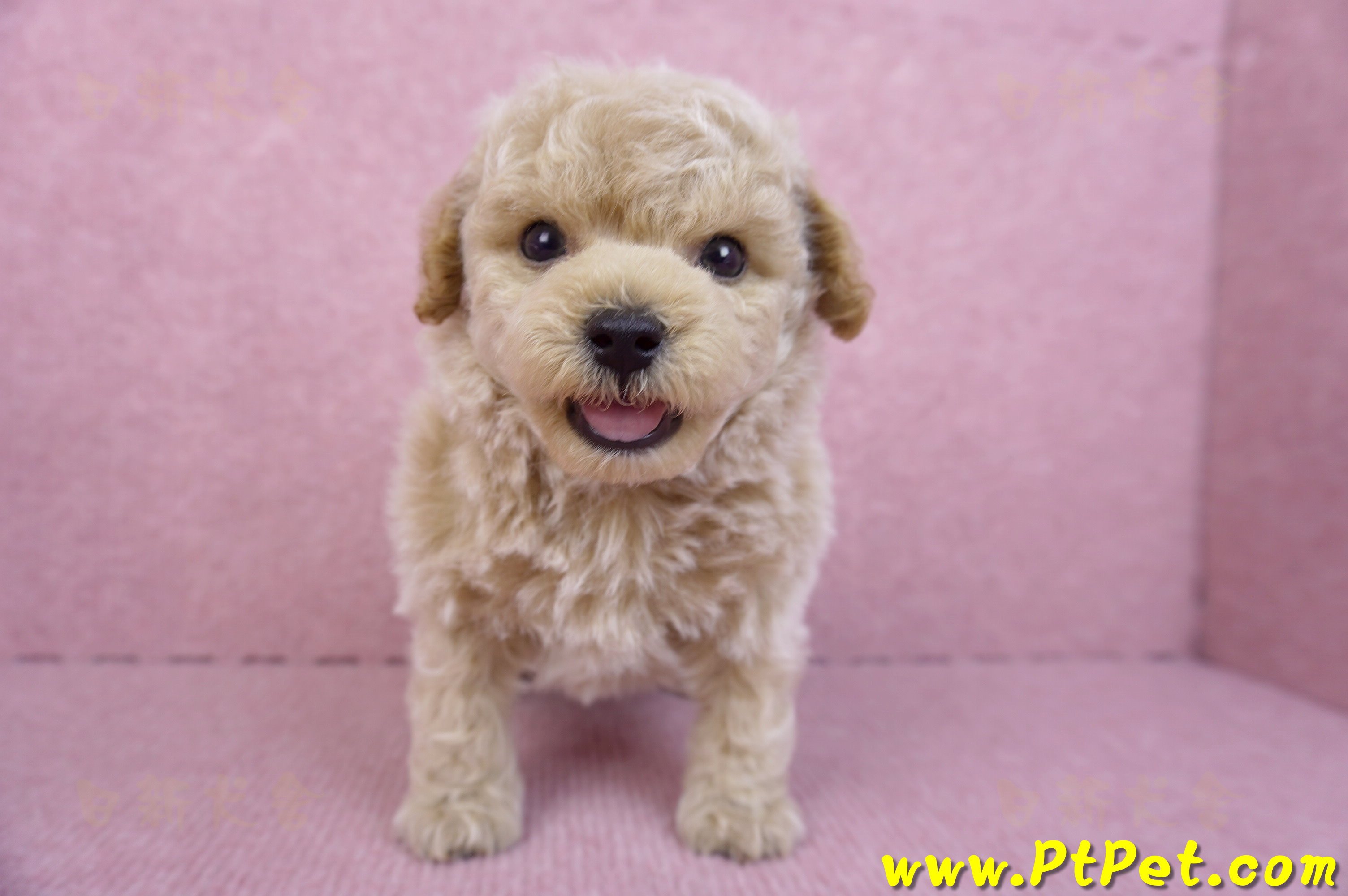 09/23泰迪比熊公幼犬(苗栗苑裡)