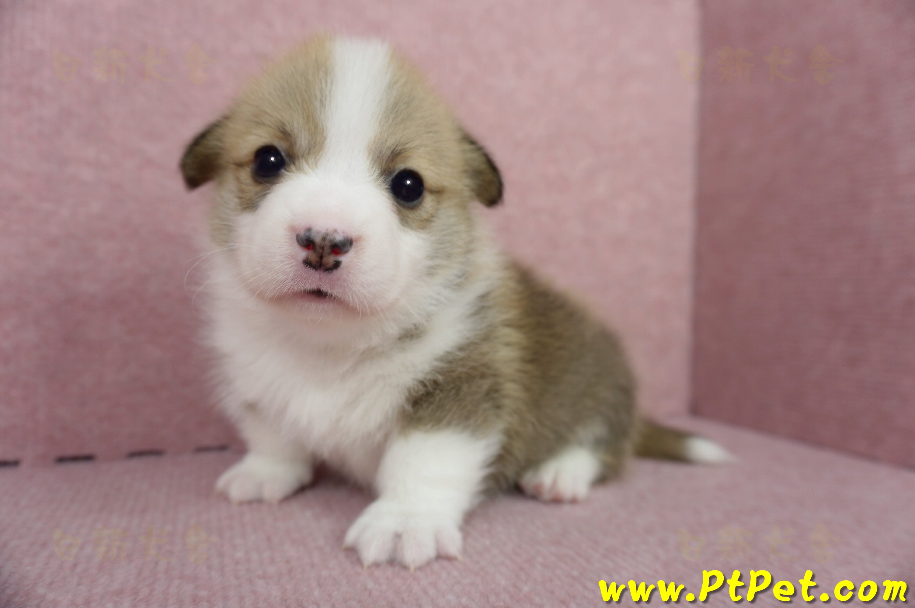 04/28雙色柯基犬公幼犬2號(高雄小港)