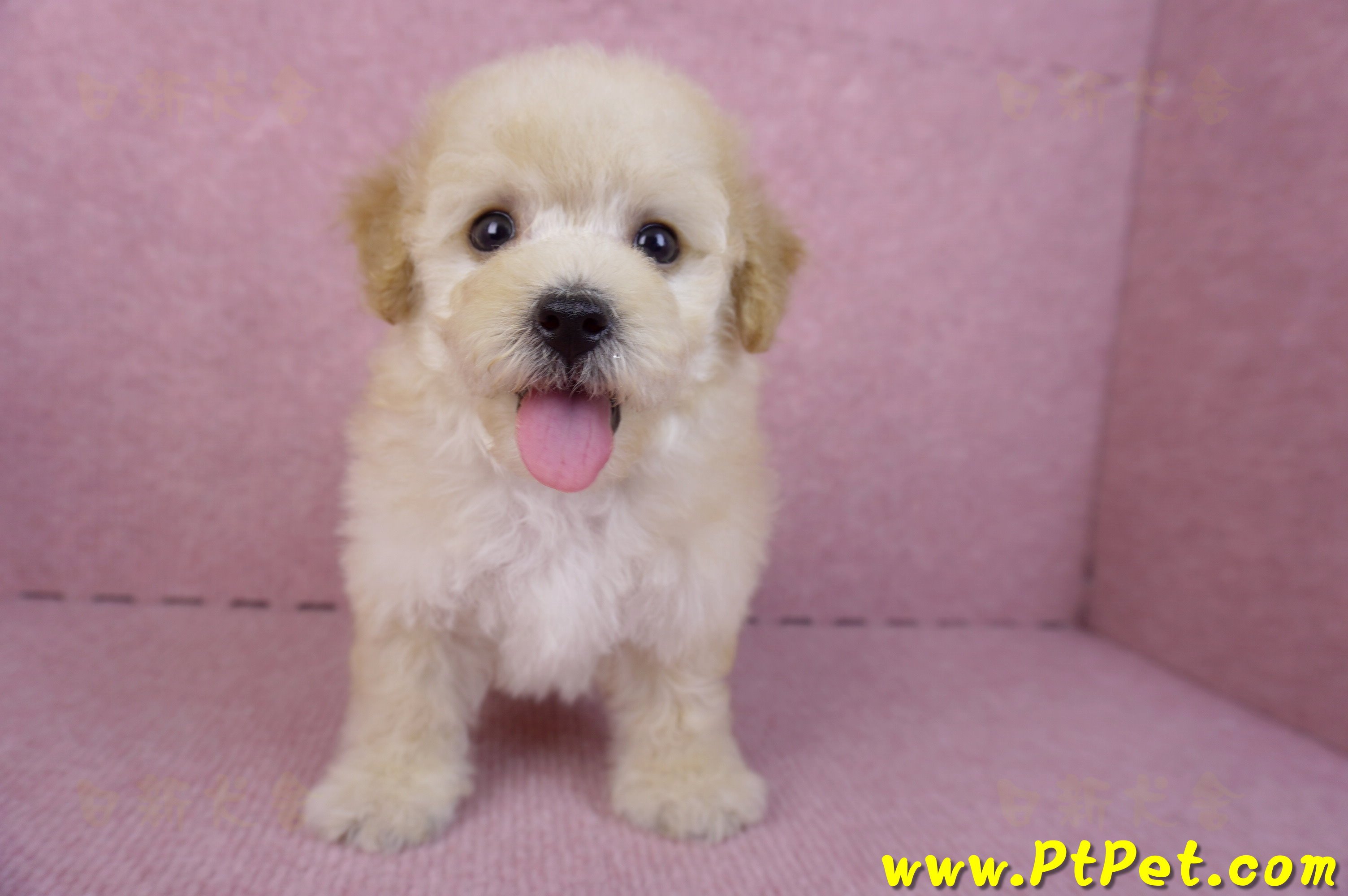 09/23泰迪比熊母幼犬(高雄鳳山)