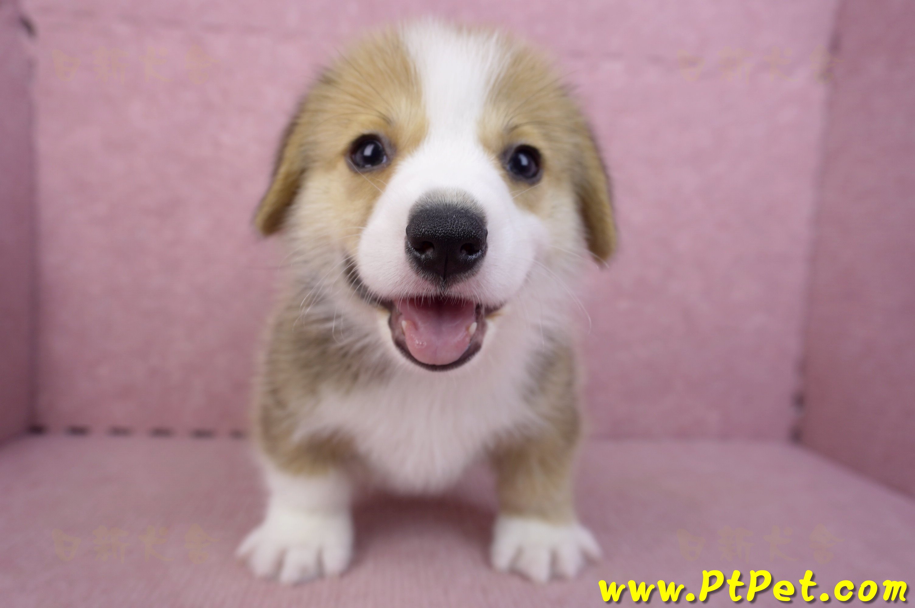 08/29雙色柯基犬公幼犬