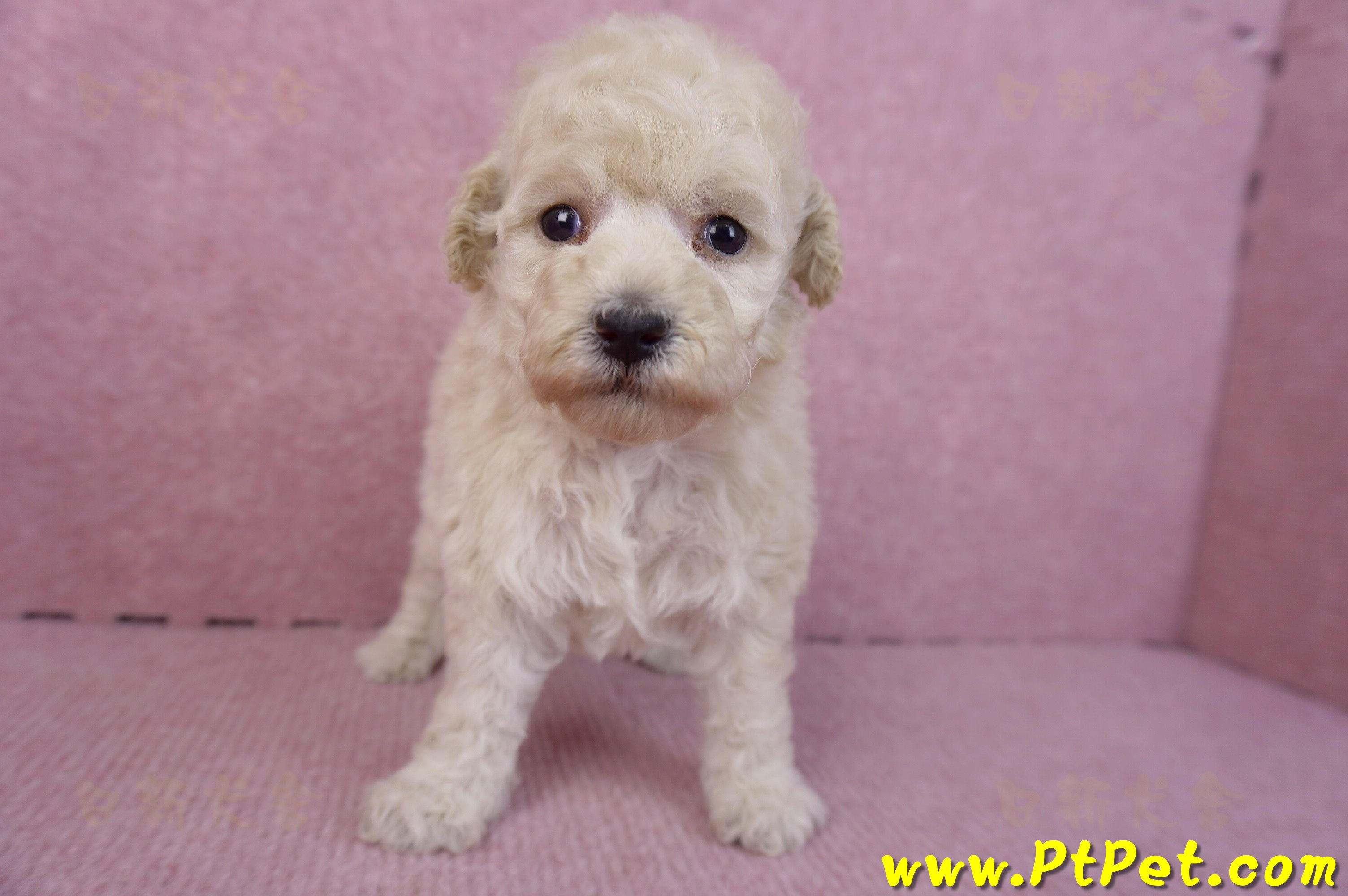 12/06玩具型奶油貴賓母幼犬1號