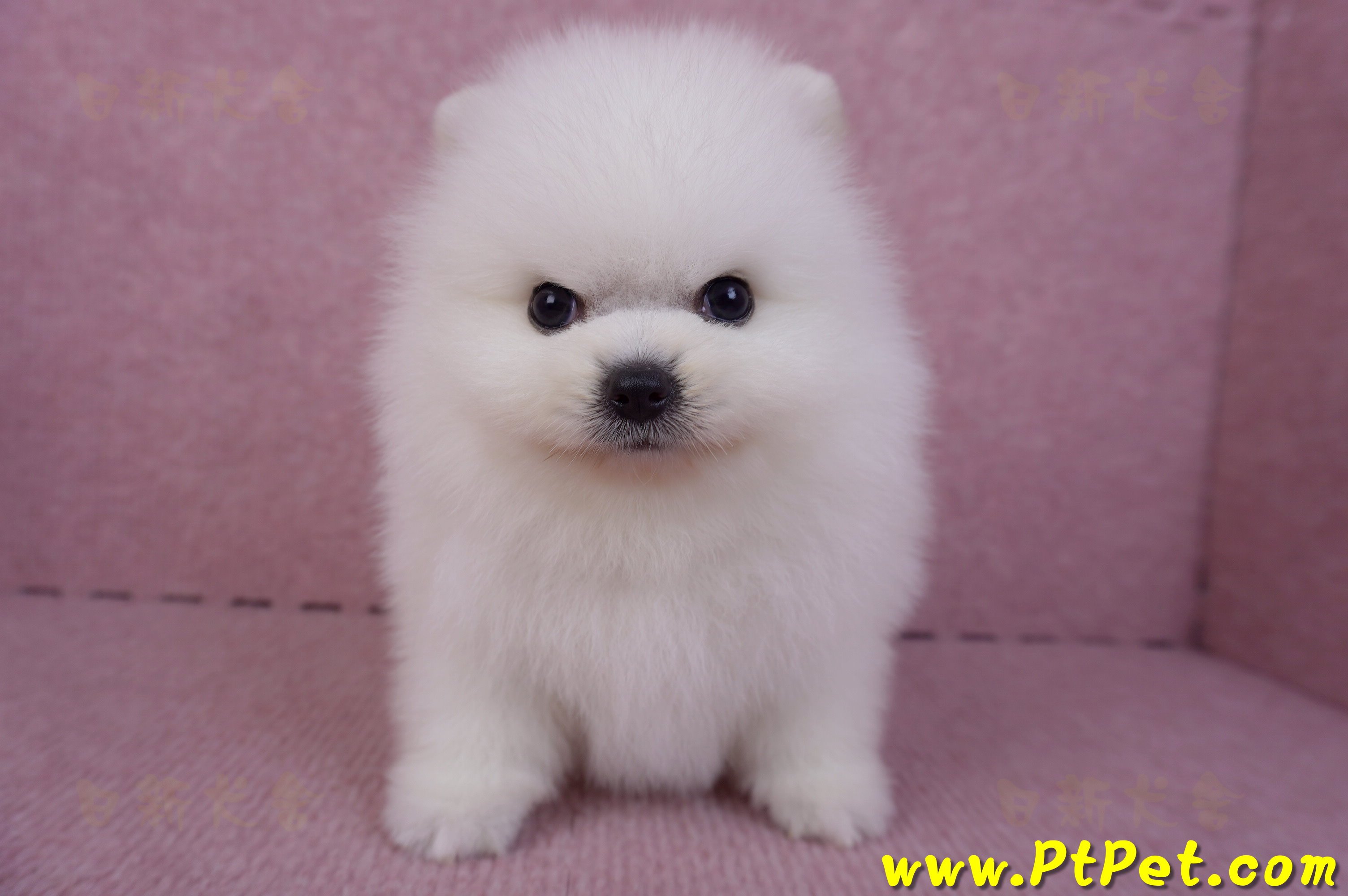 10/11松鼠白博美公幼犬1號(新北三重)