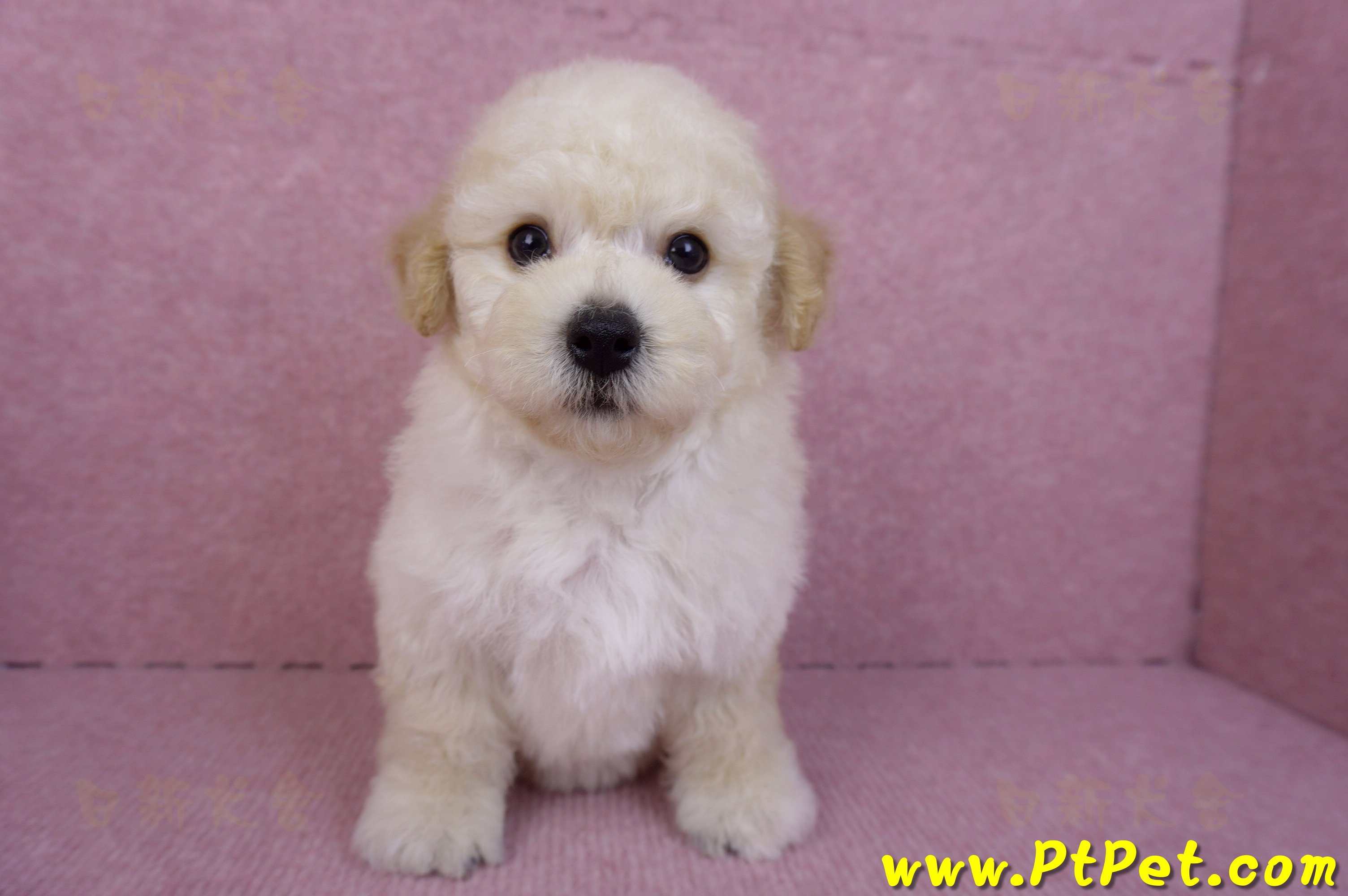 09/12泰迪比熊母幼犬2號(高雄)