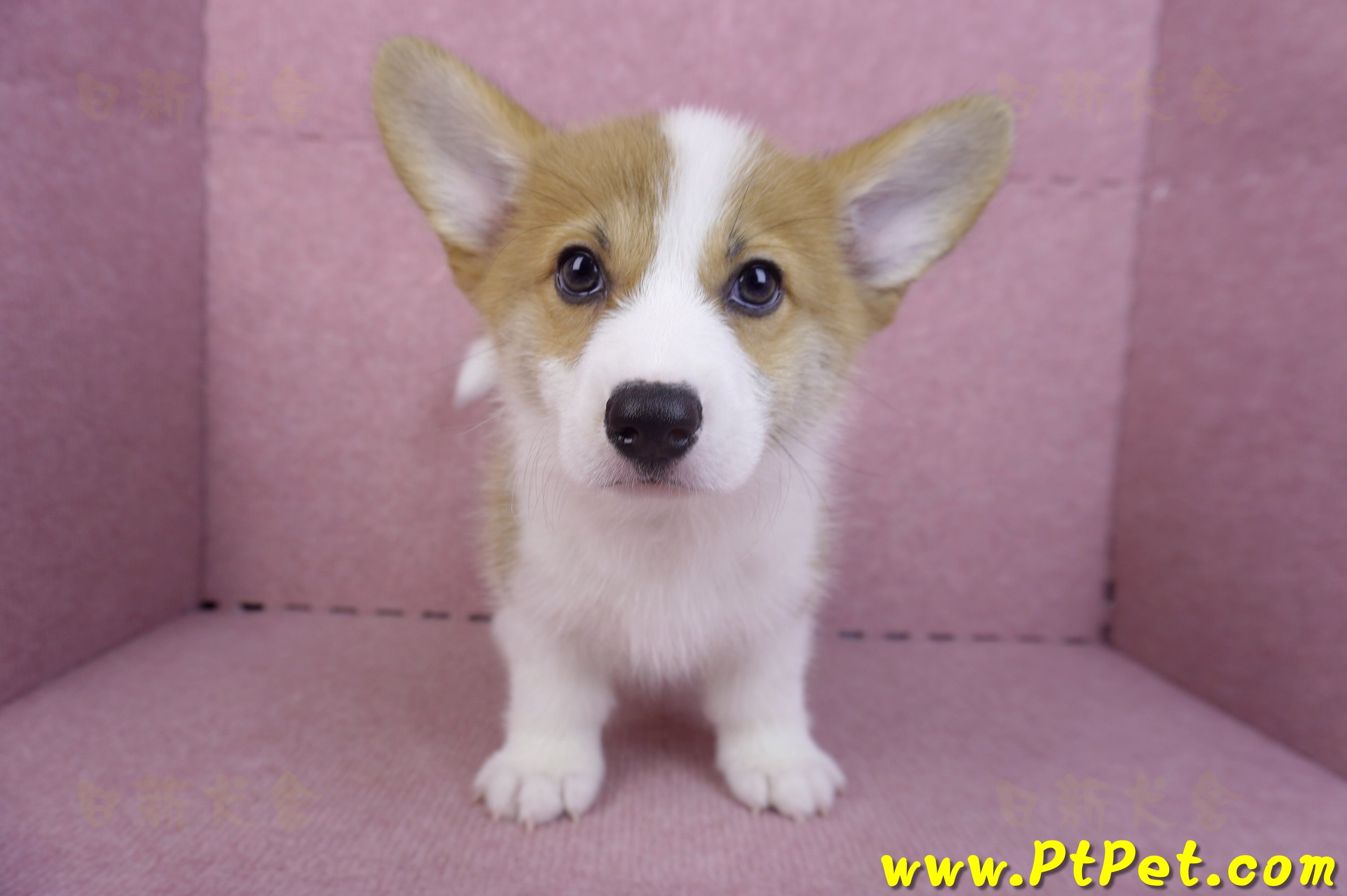 10/10雙色柯基犬母幼犬(高雄大寮)