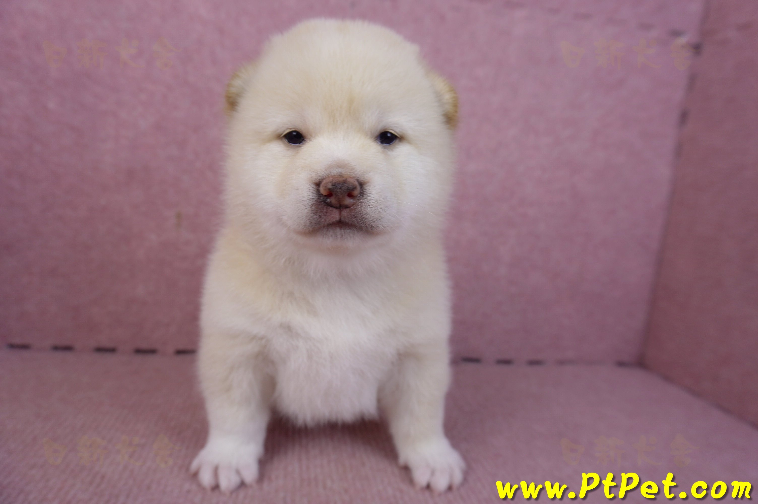 02/06白色柴犬公幼犬