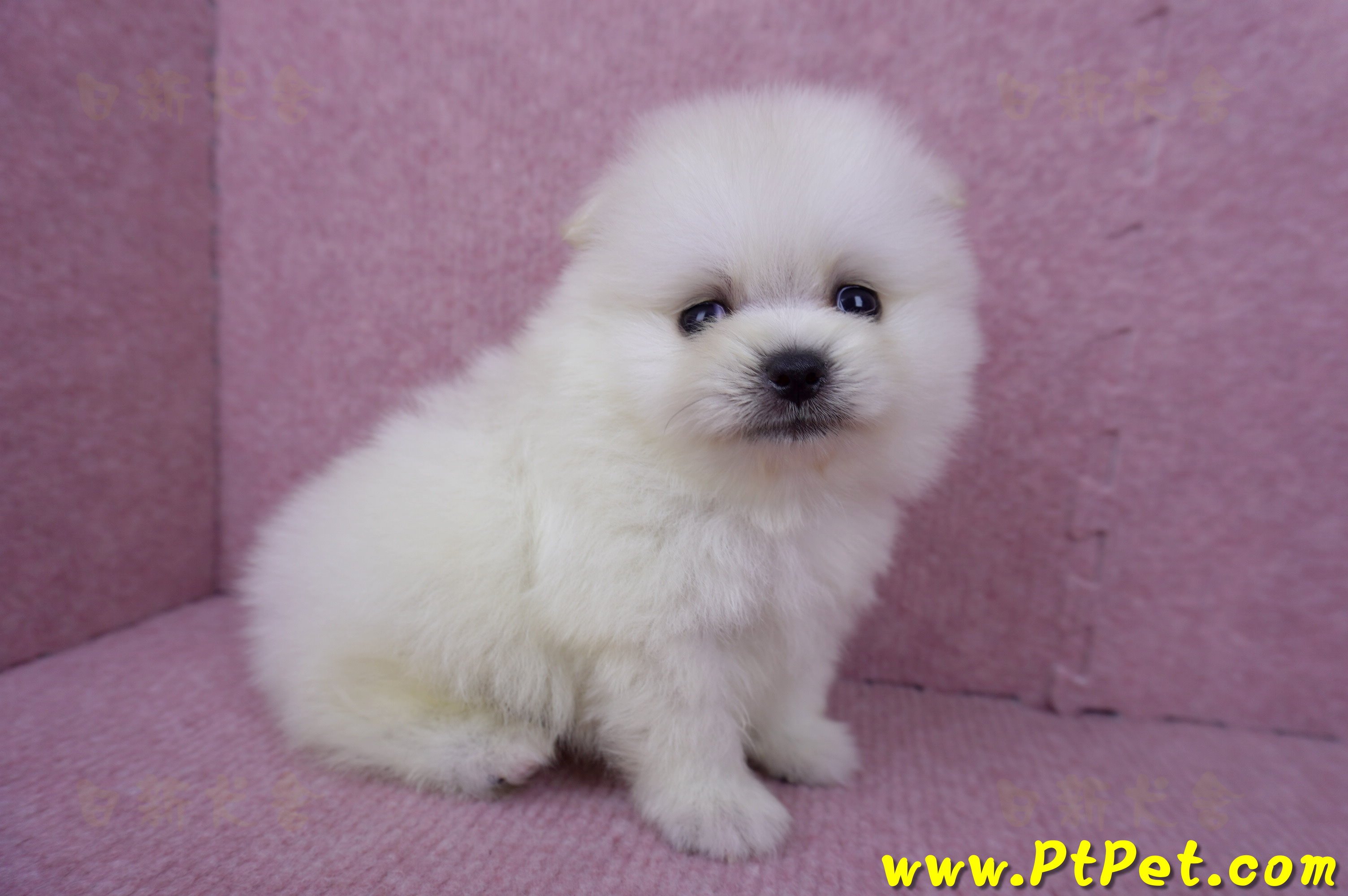 07/23迷你型松鼠白博美公幼犬(屏東潮州)