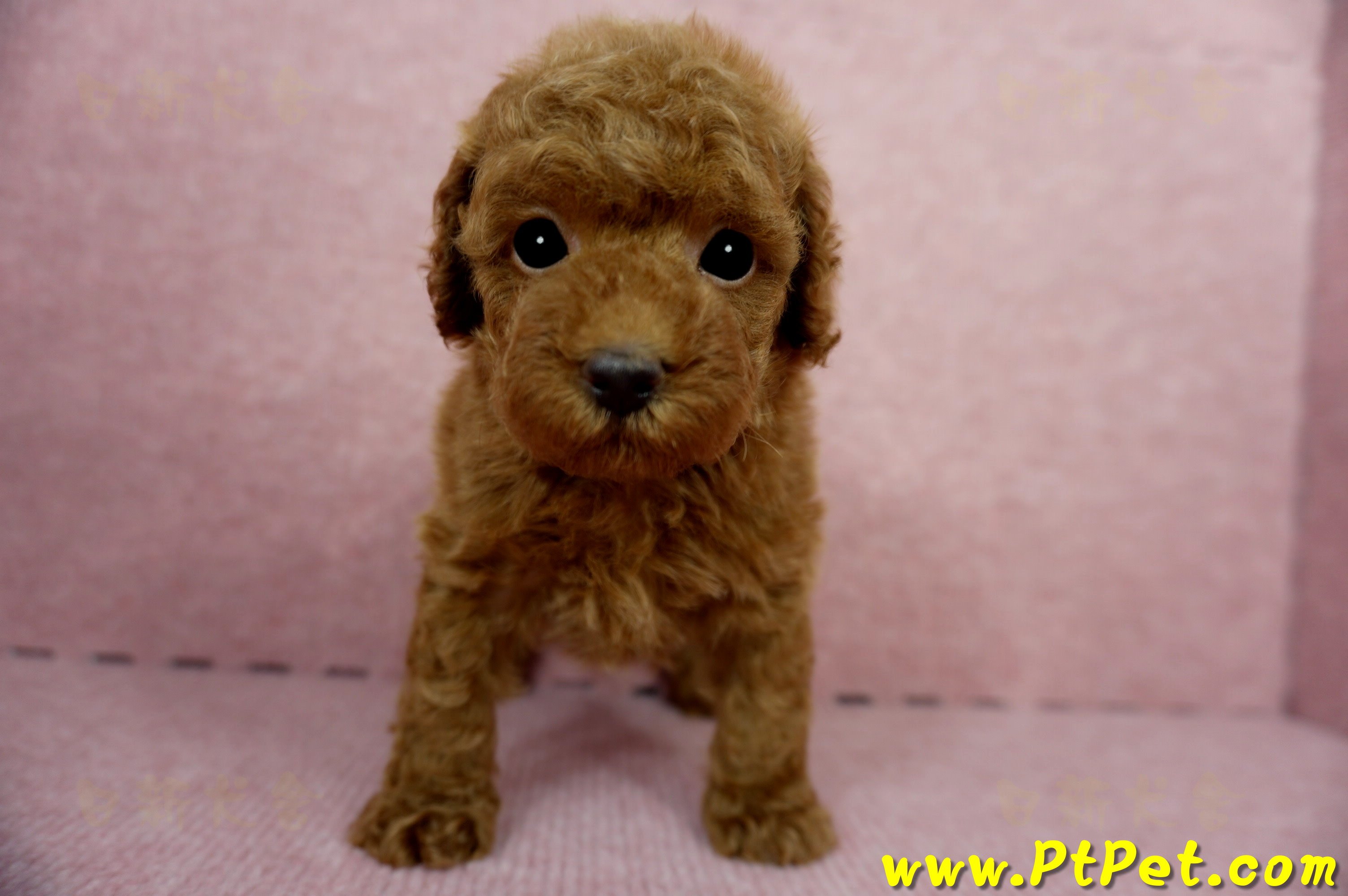 04/15玩具型紅貴賓公幼犬1號(屏東竹田)