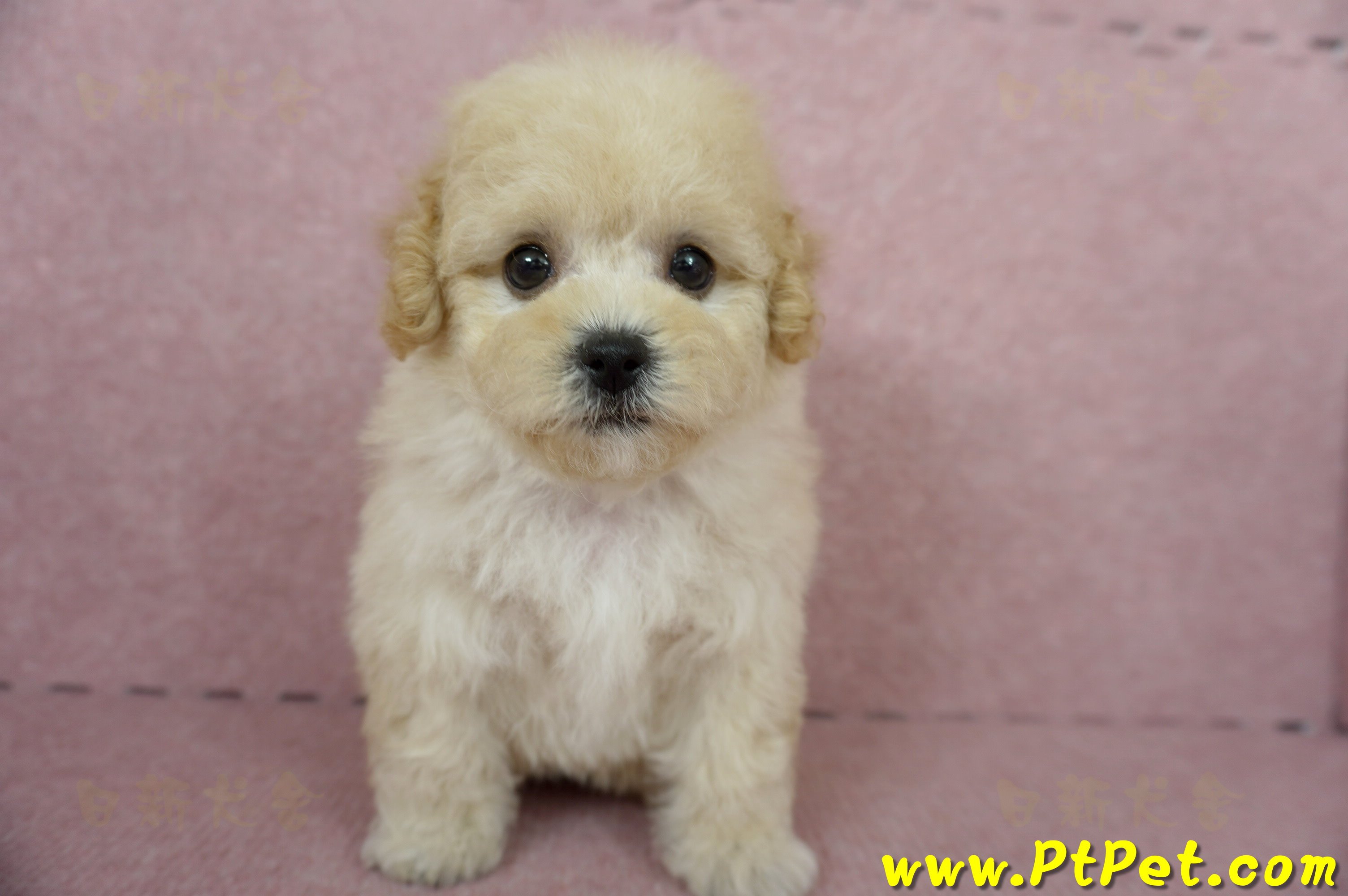 11/08泰迪比熊母幼犬(屏東長治)