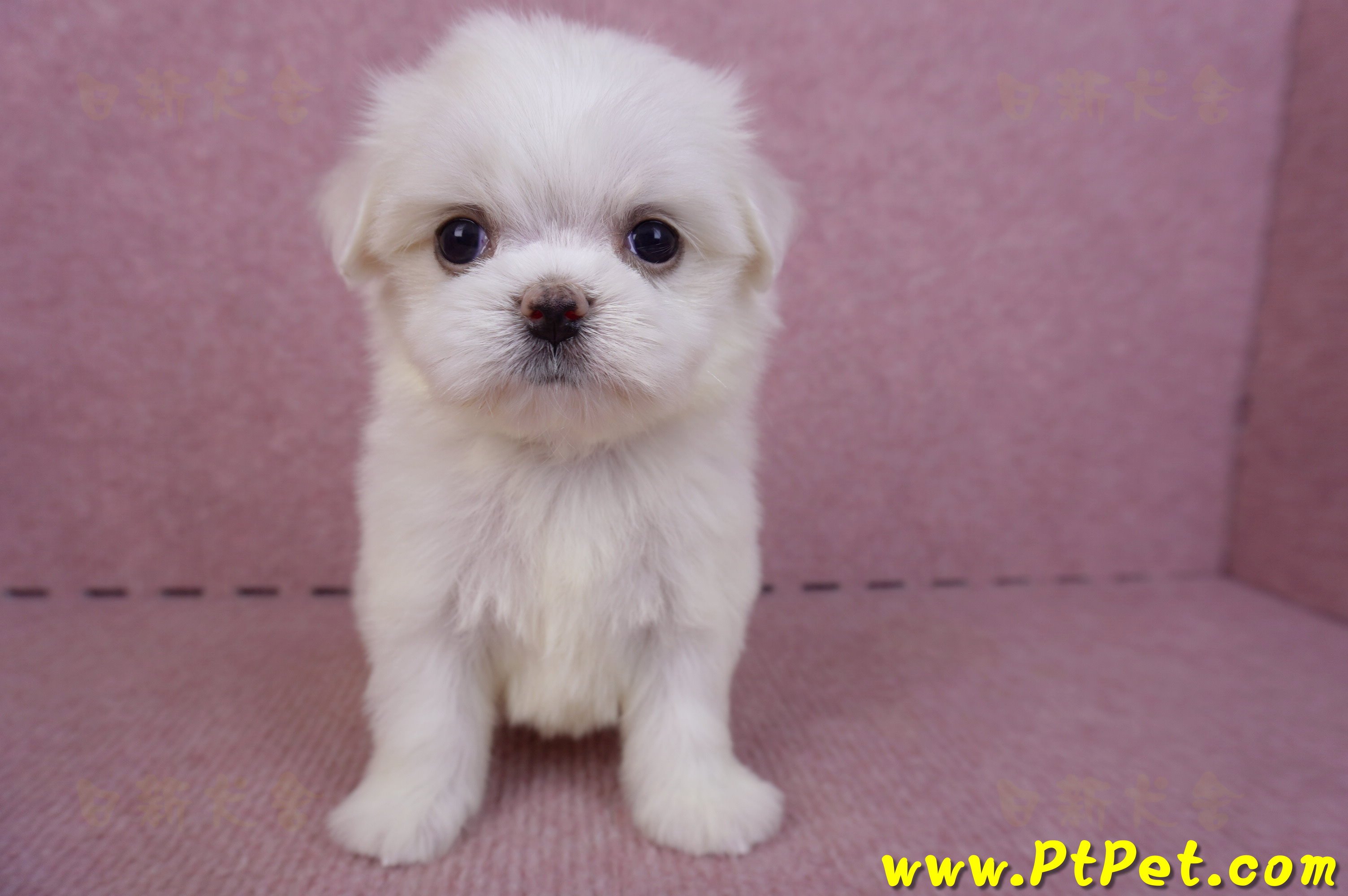 09/21馬爾濟斯公幼犬(高雄左營)