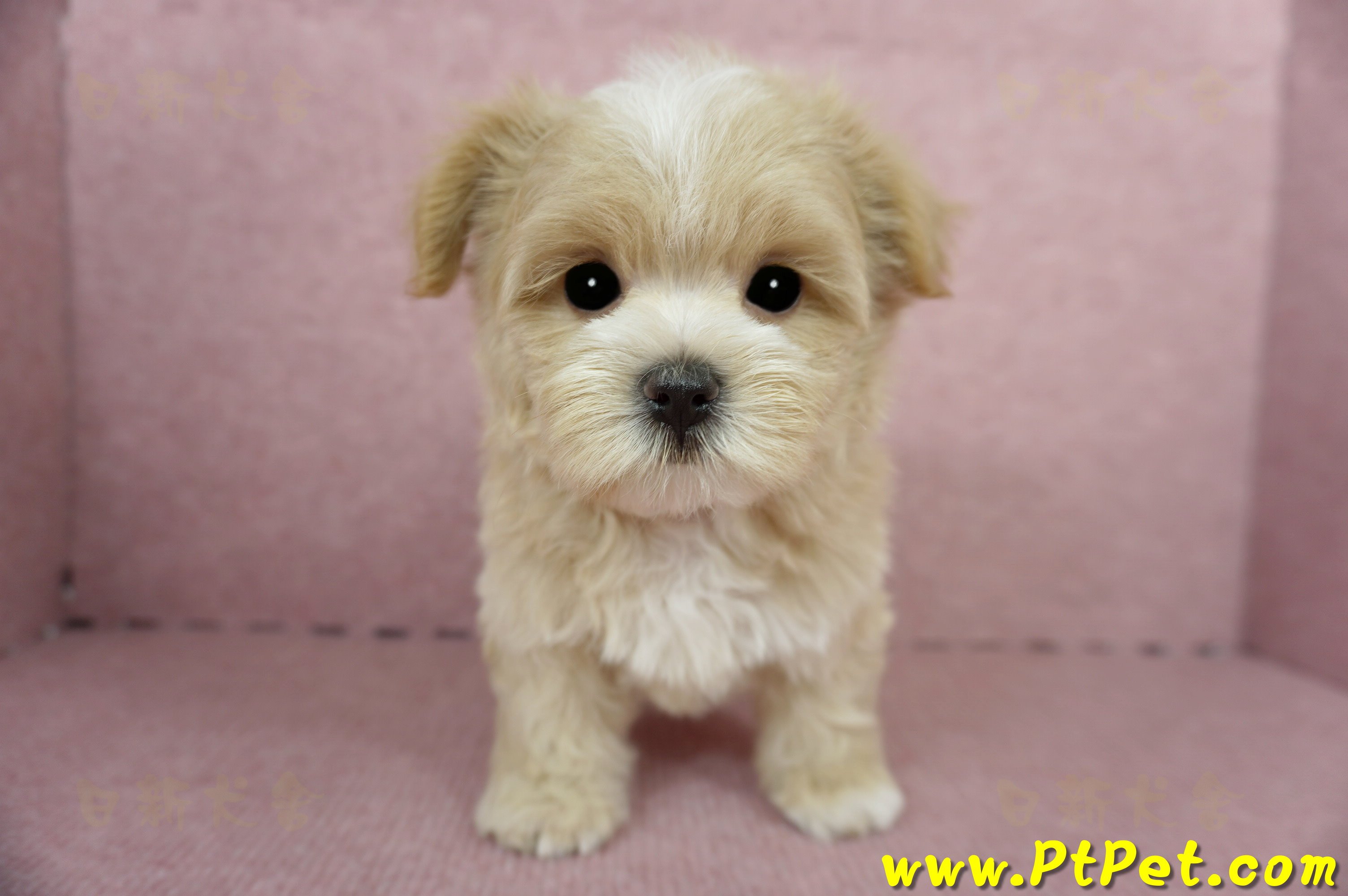 04/11奶油色馬爾泰迪公幼犬1號(桃園市)