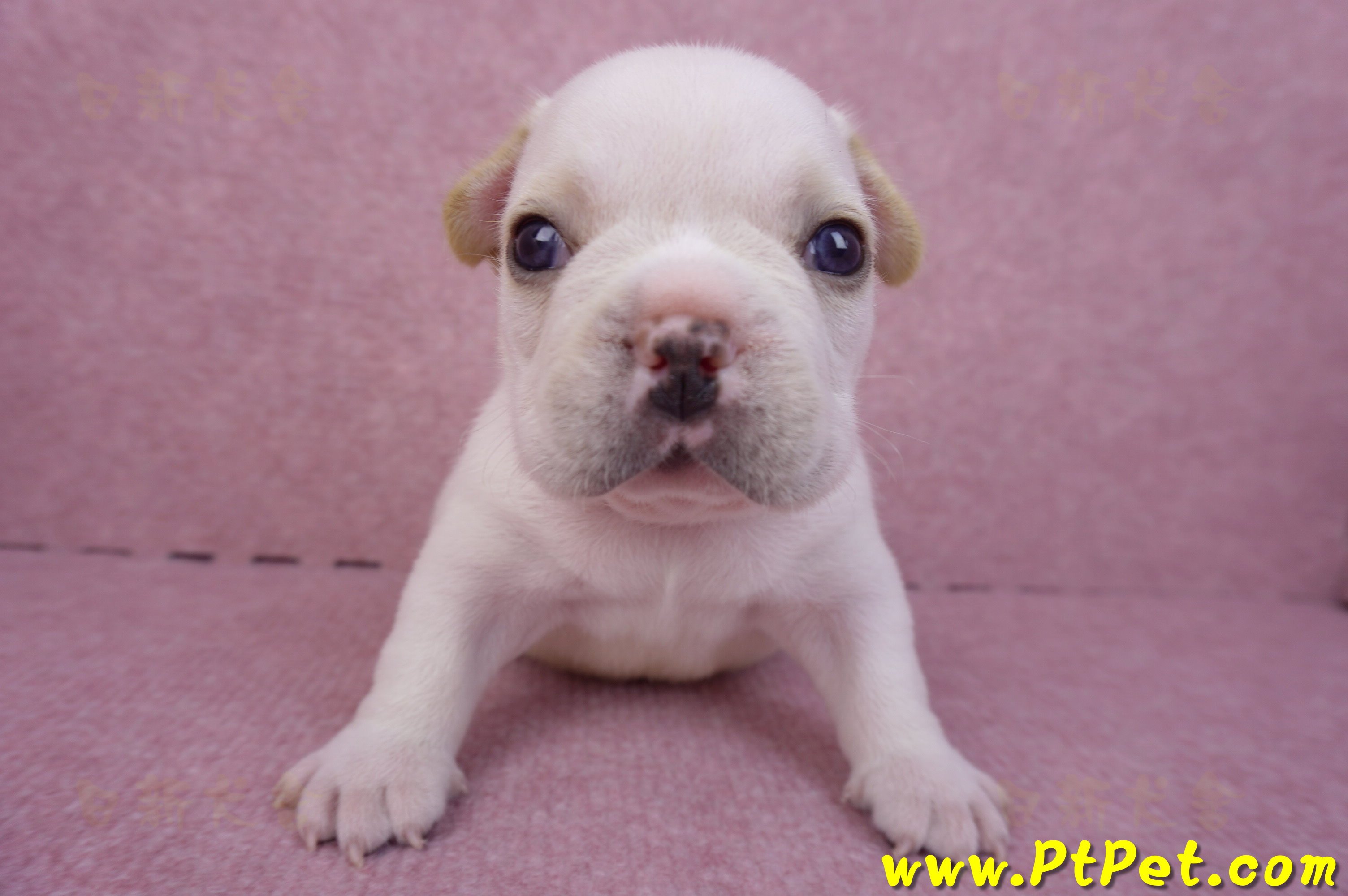 03/21奶白色法國鬥牛公幼犬2號(基隆仁愛)