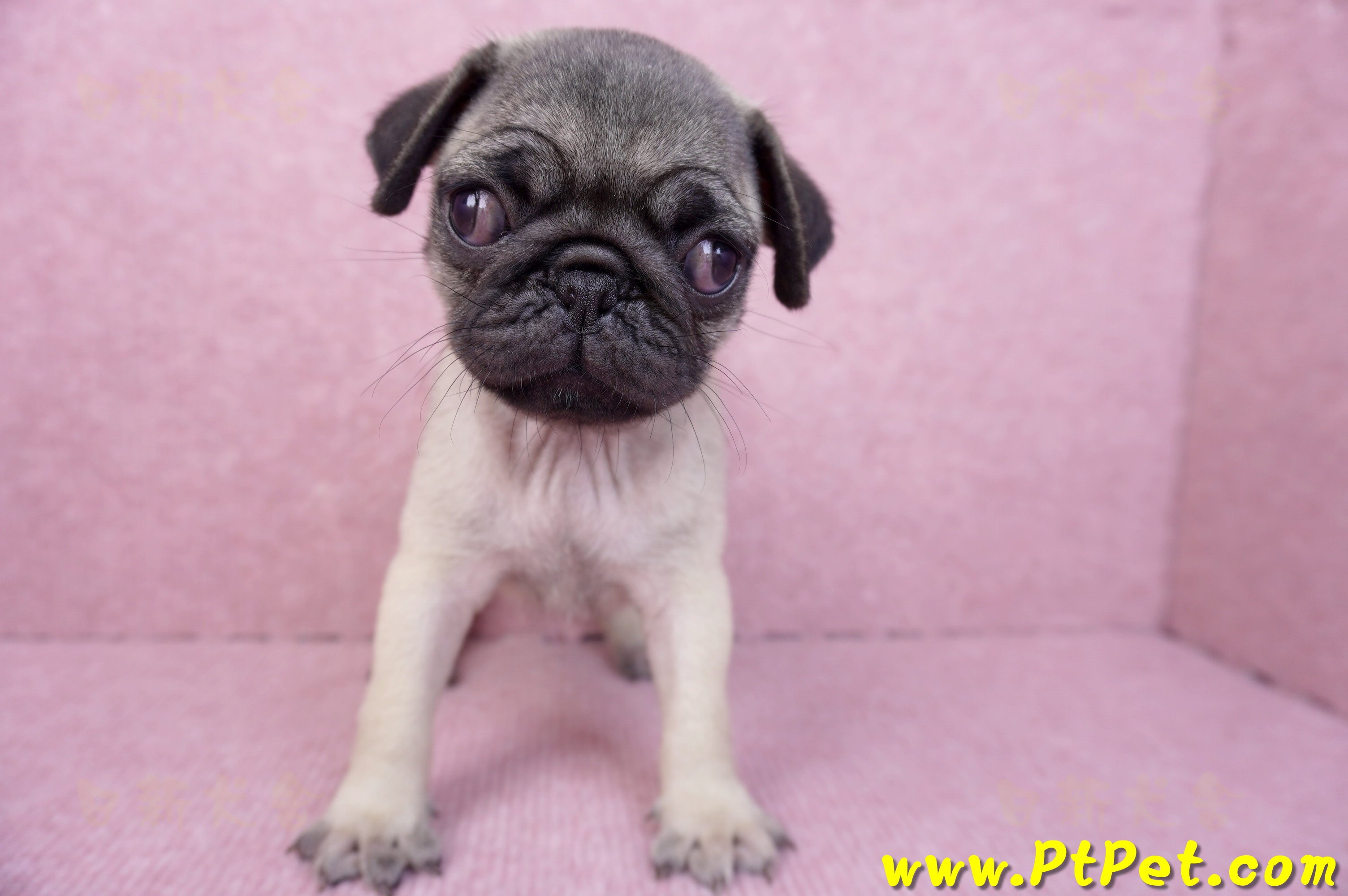 07/09巴哥母幼犬(新竹竹北)