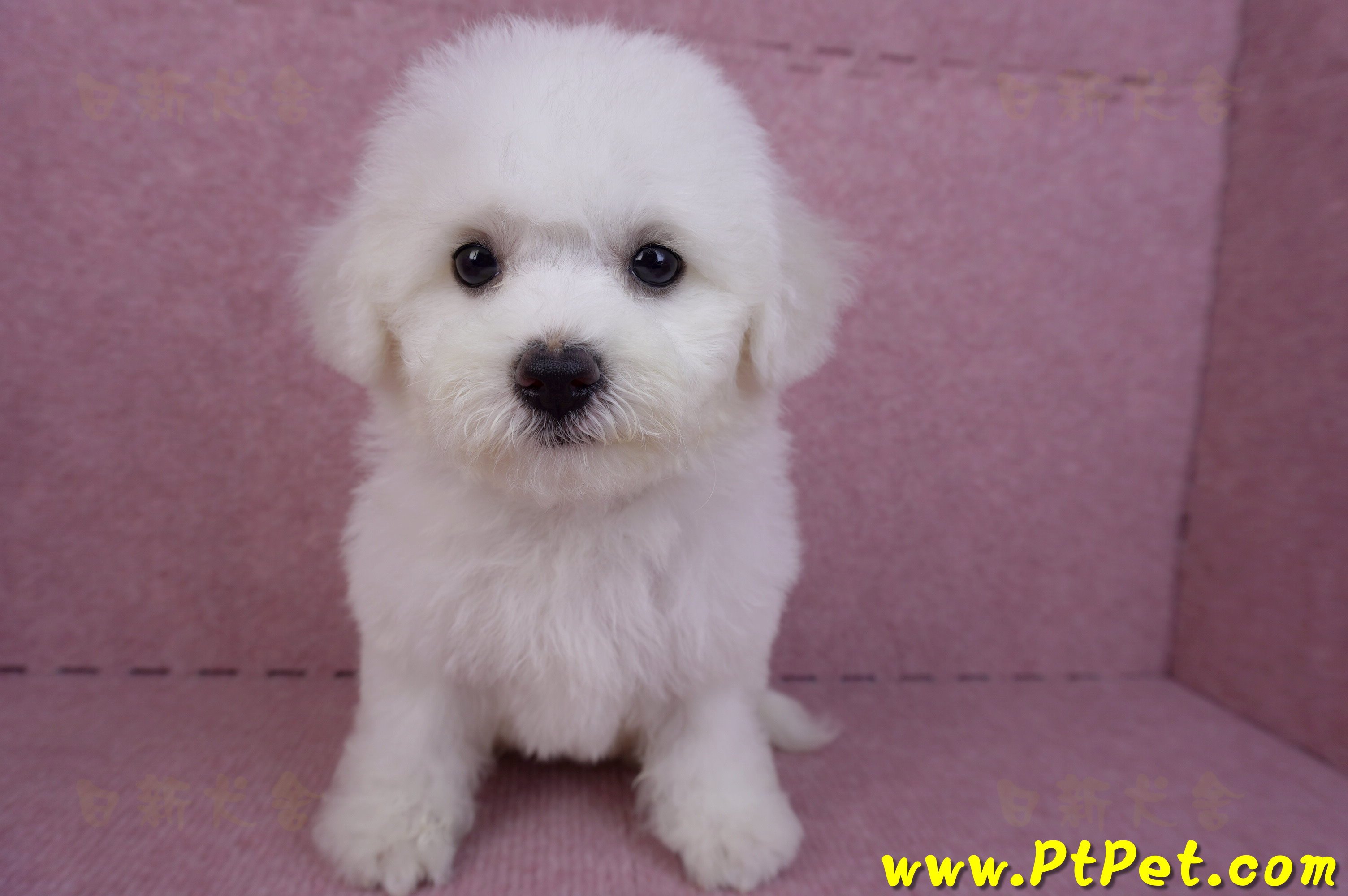 07/22比熊犬母幼犬2號(屏東新園)