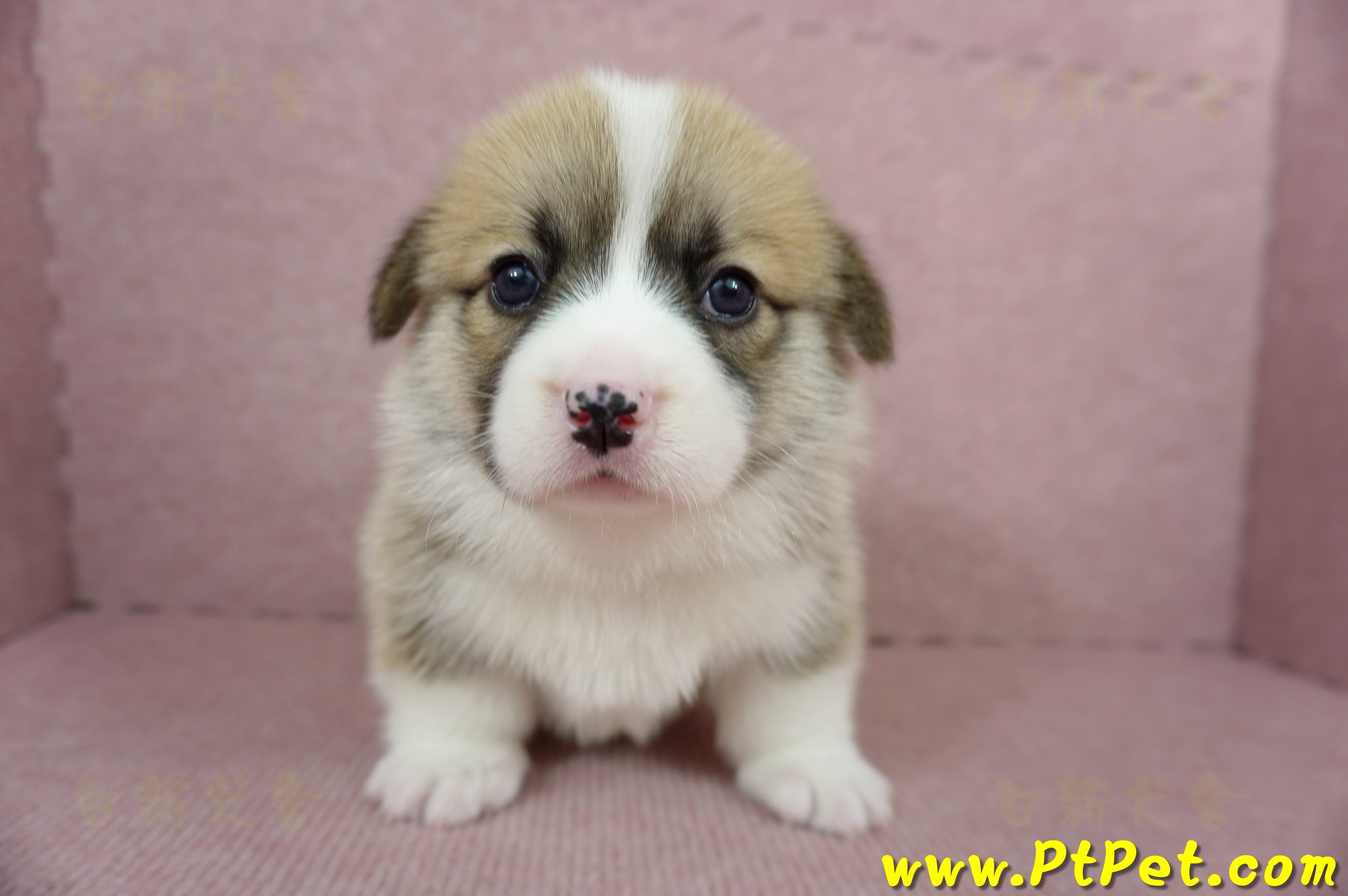 04/01雙色柯基犬母幼犬2號(高雄美濃)