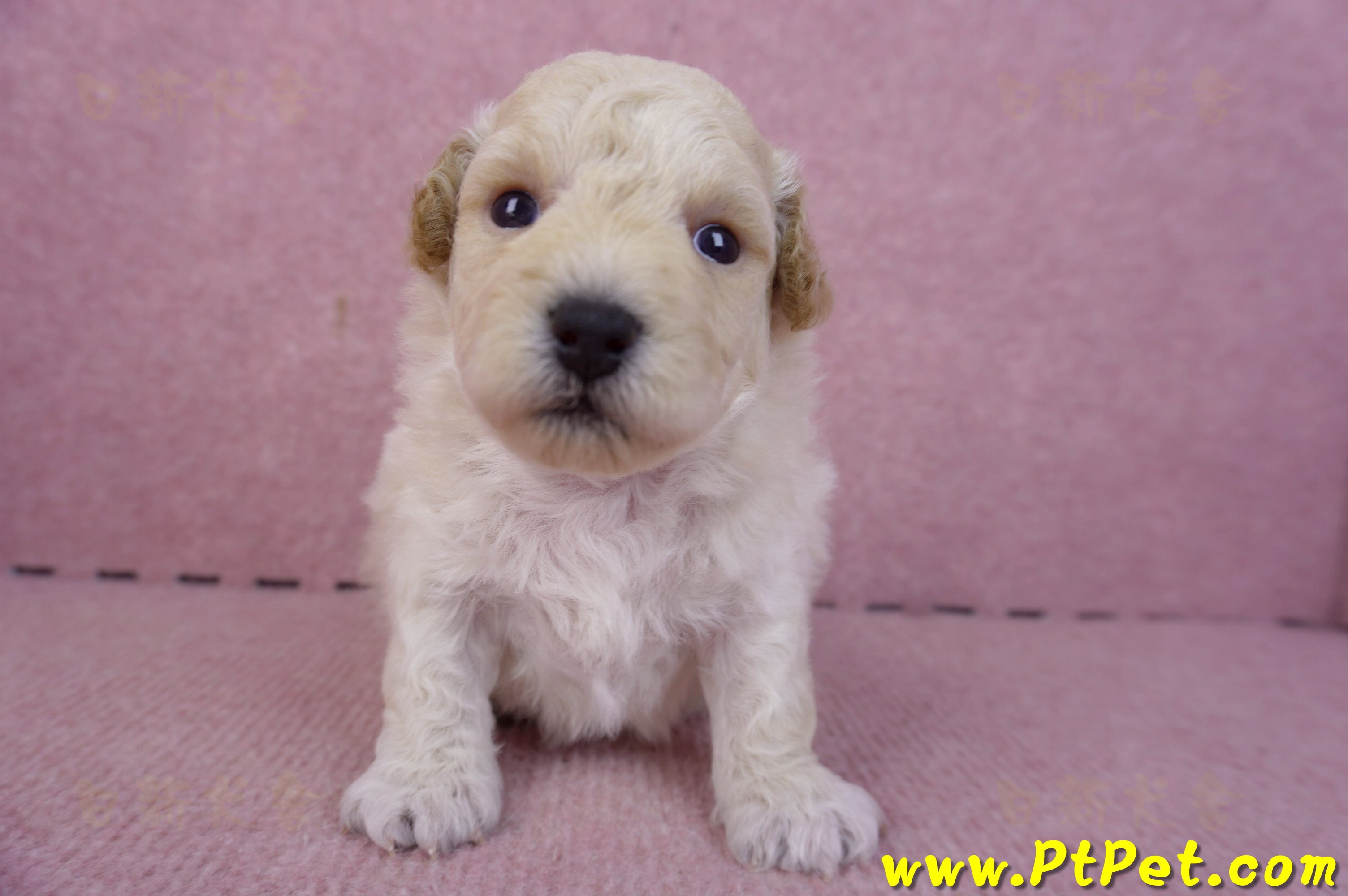 01/20泰迪比熊公幼犬1號