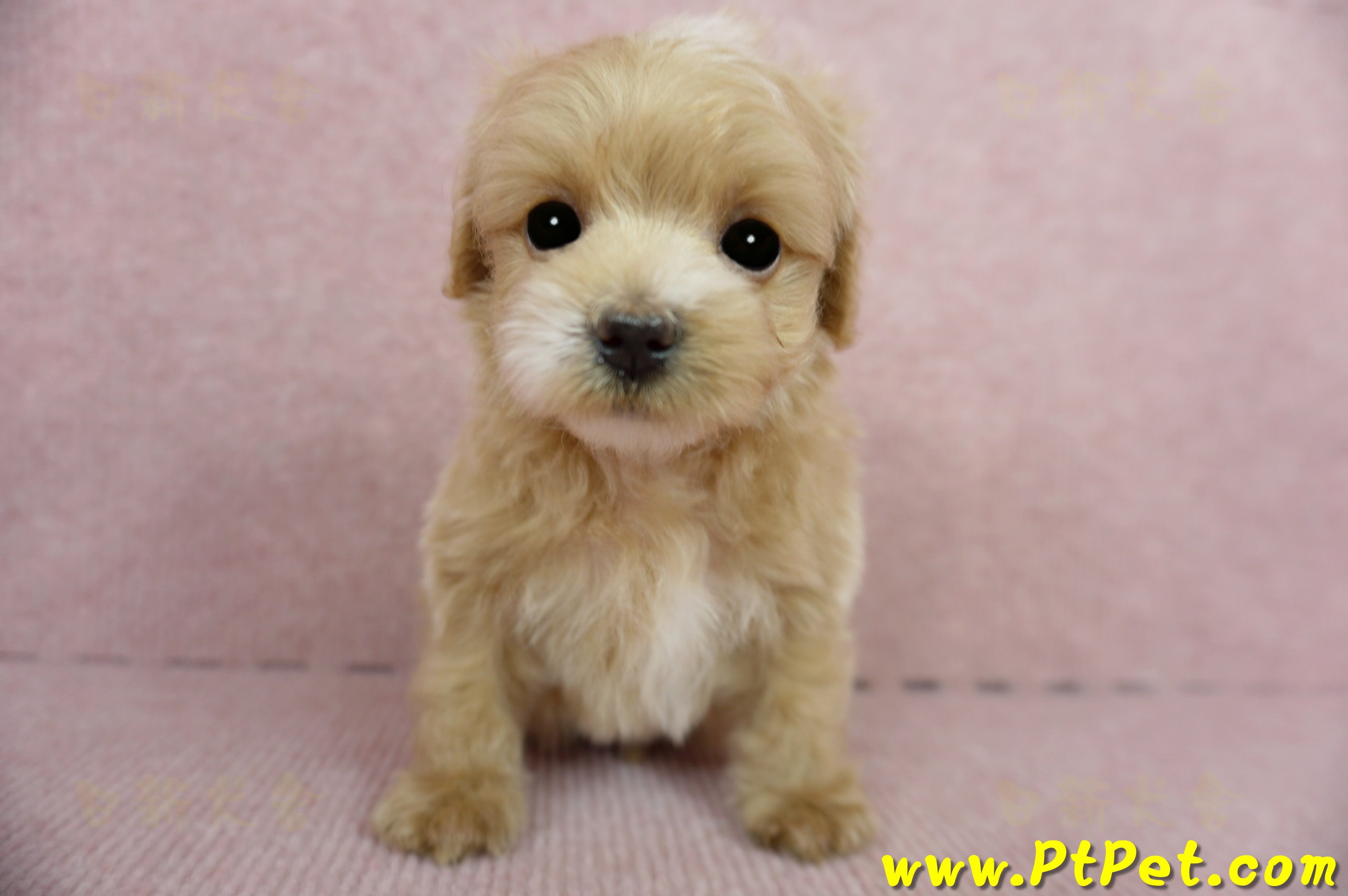 01/15奶油色馬爾泰迪公幼犬(屏東高樹)