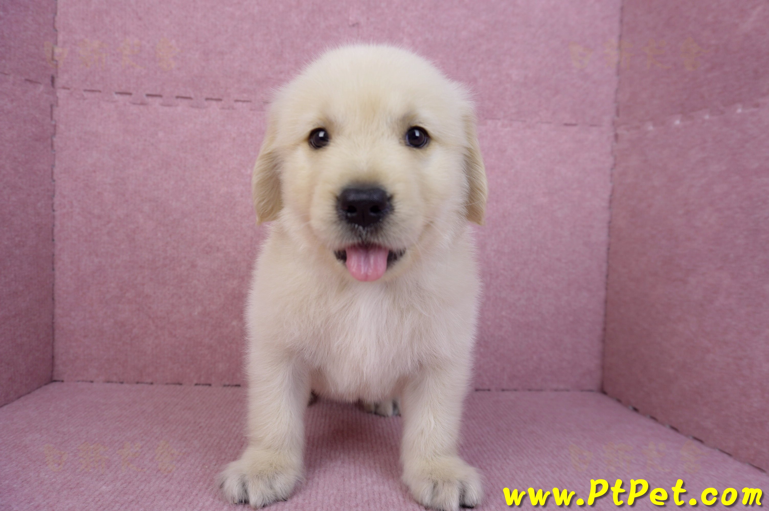 07/18黃金獵犬公幼犬4號(台北)