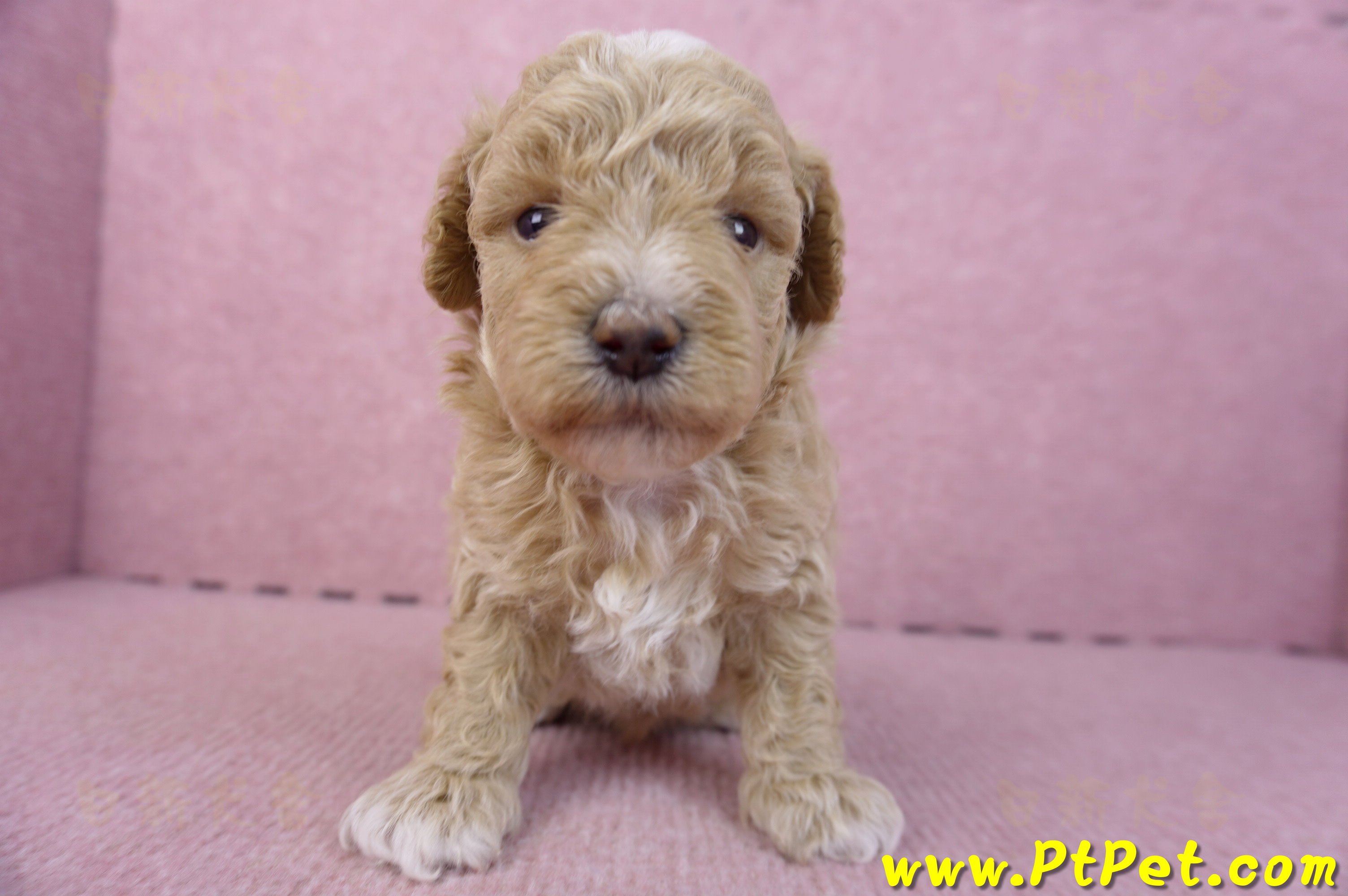 02/18泰迪比熊母幼犬1號