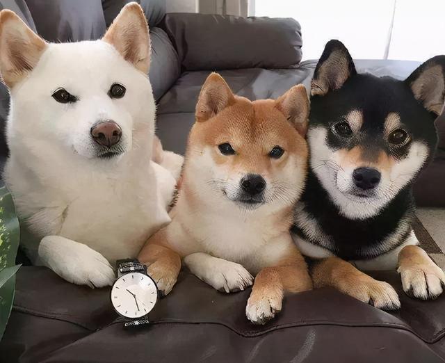 日本柴犬怎麼挑選