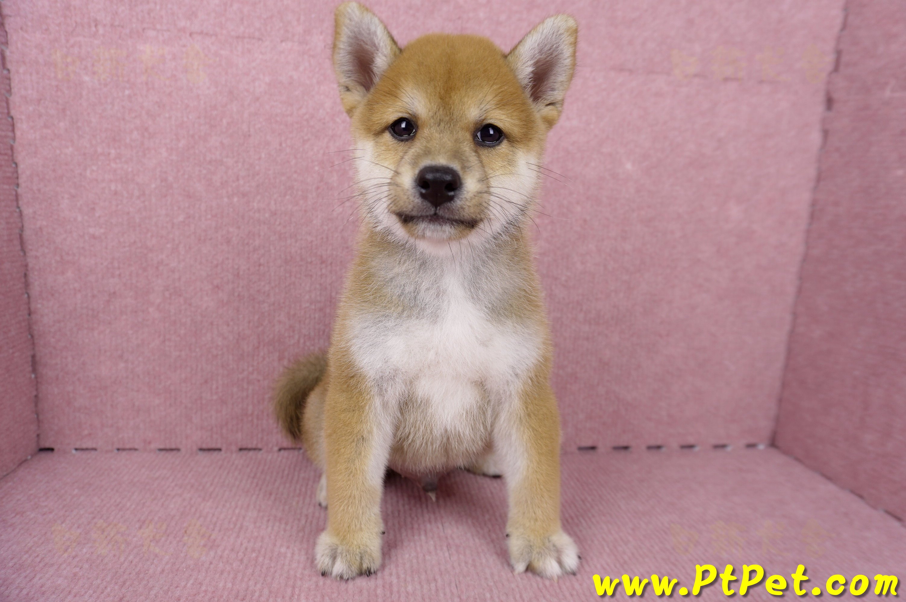 06/09赤色柴犬公幼犬1號(桃園)