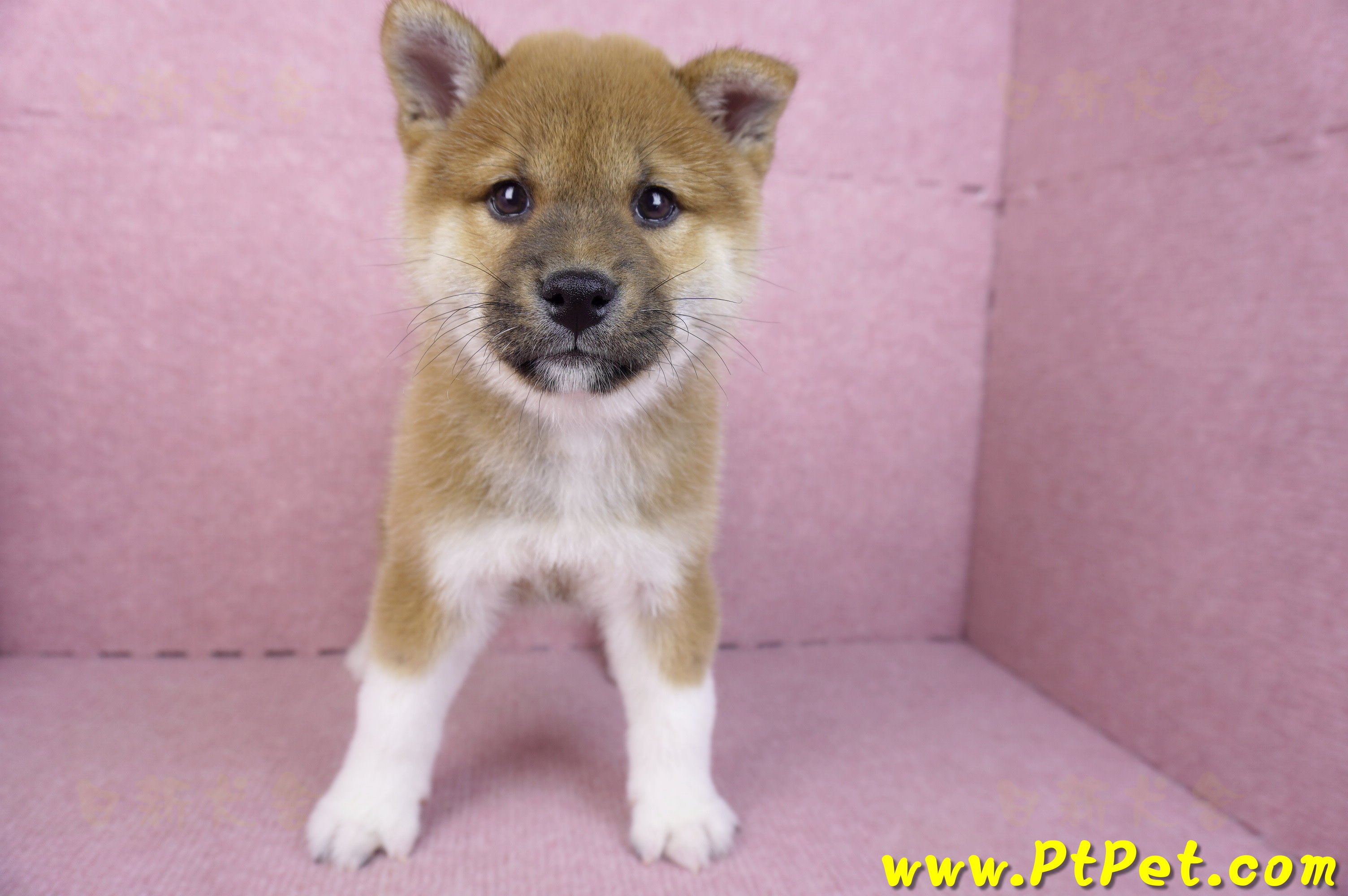 11/19赤色柴犬公幼犬