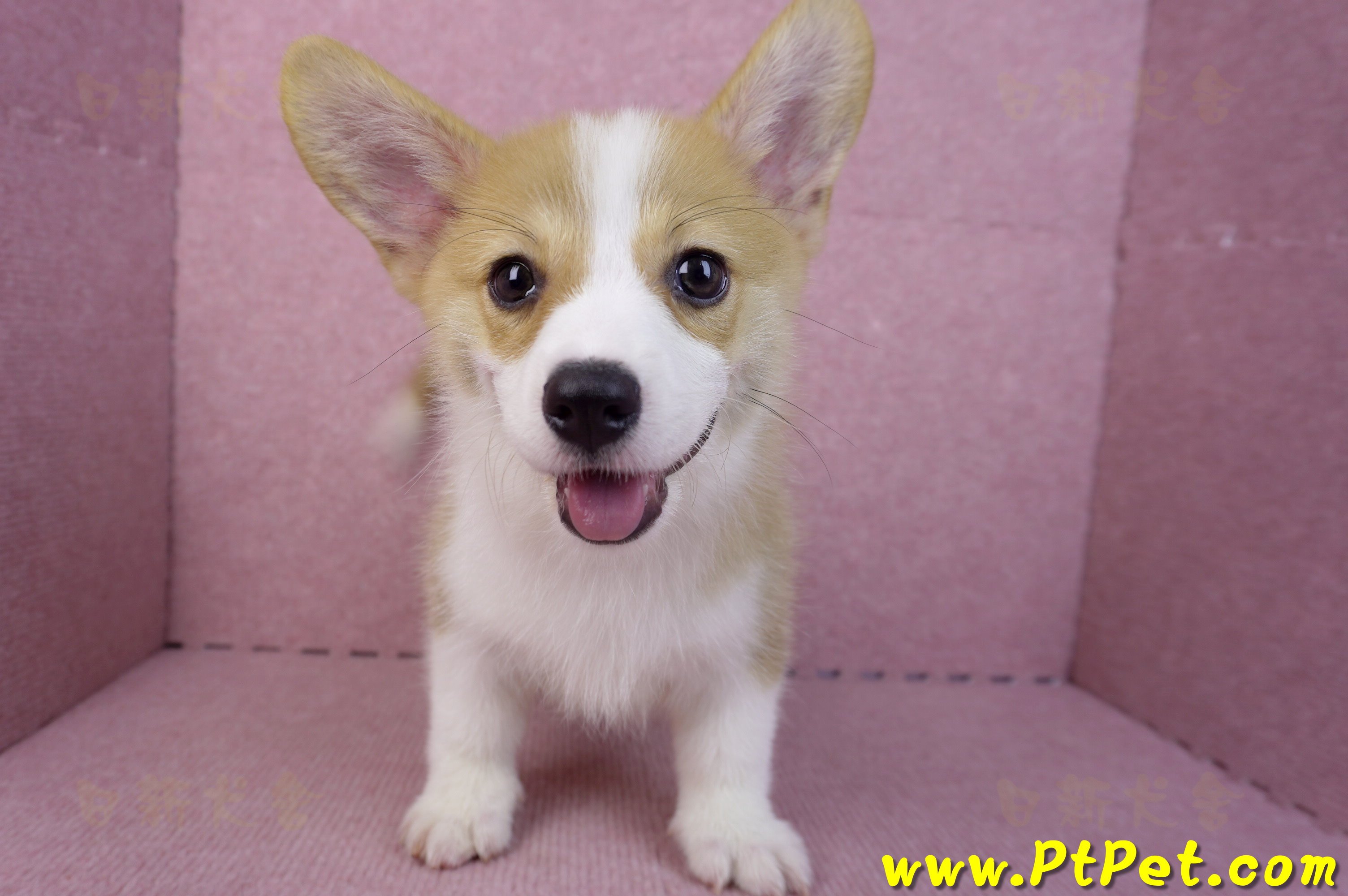 05/27雙色柯基犬公幼犬(台中西屯)