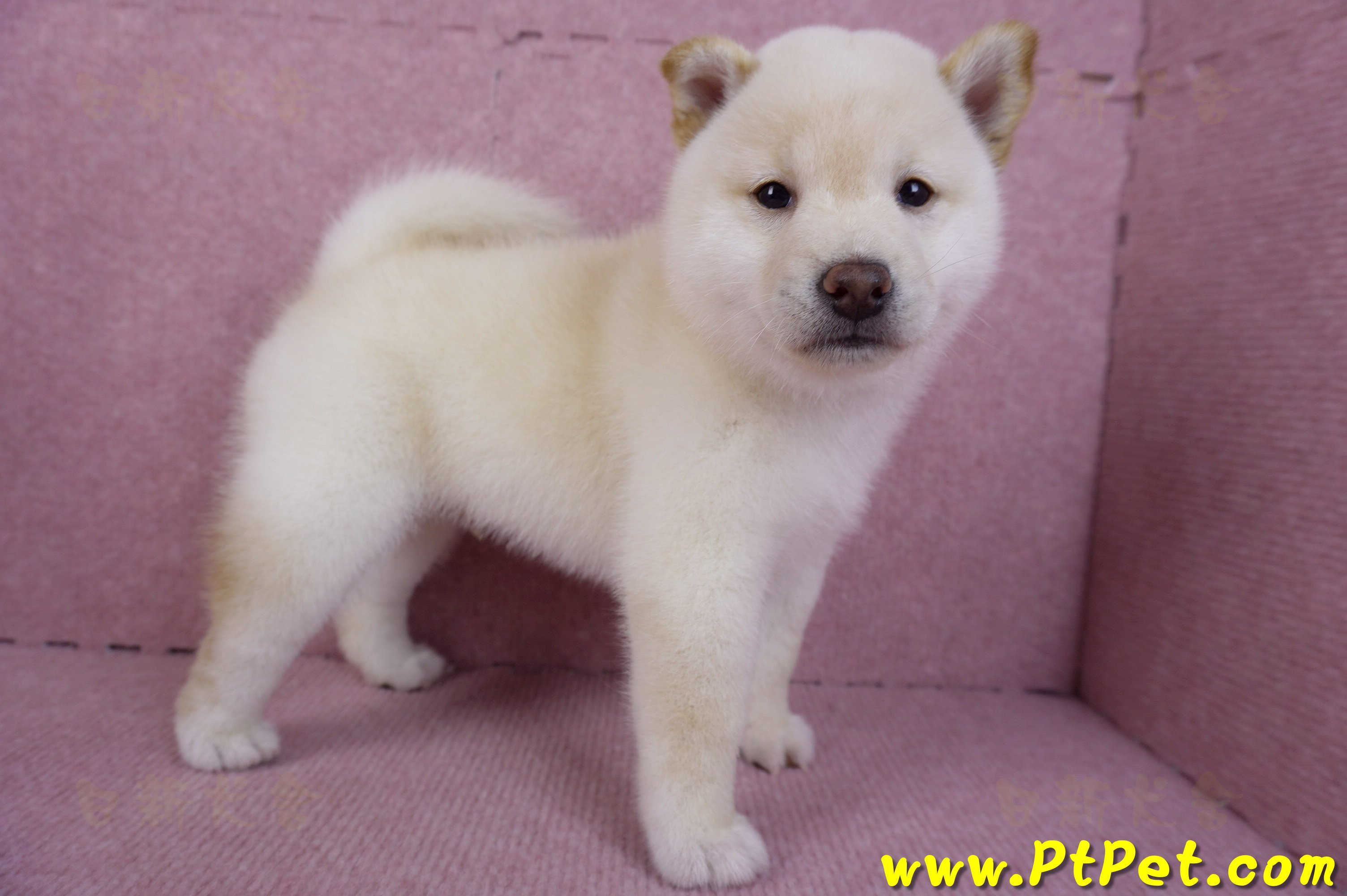 11/19白色柴犬公幼犬(高雄鳳山)