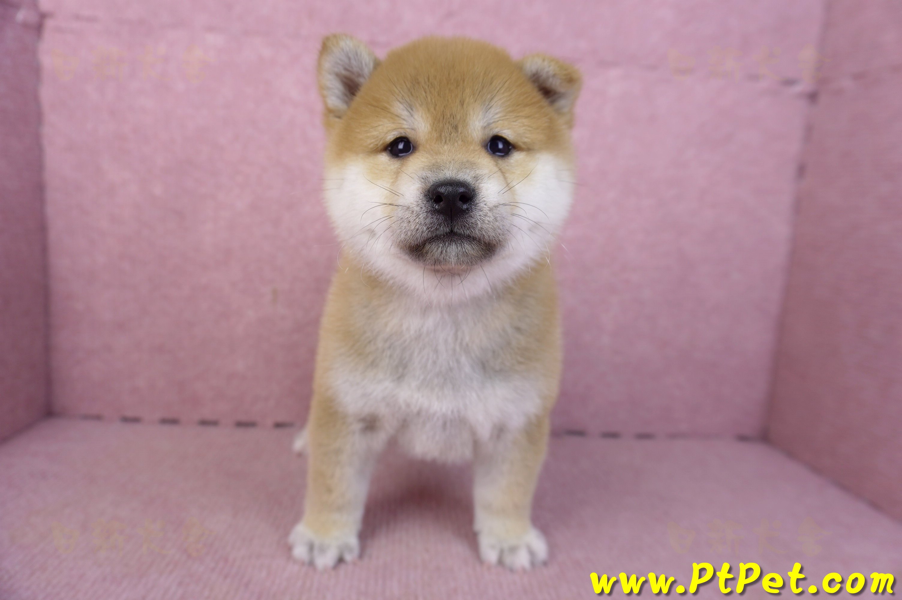 02/06赤色柴犬母幼犬3號(高雄左營)