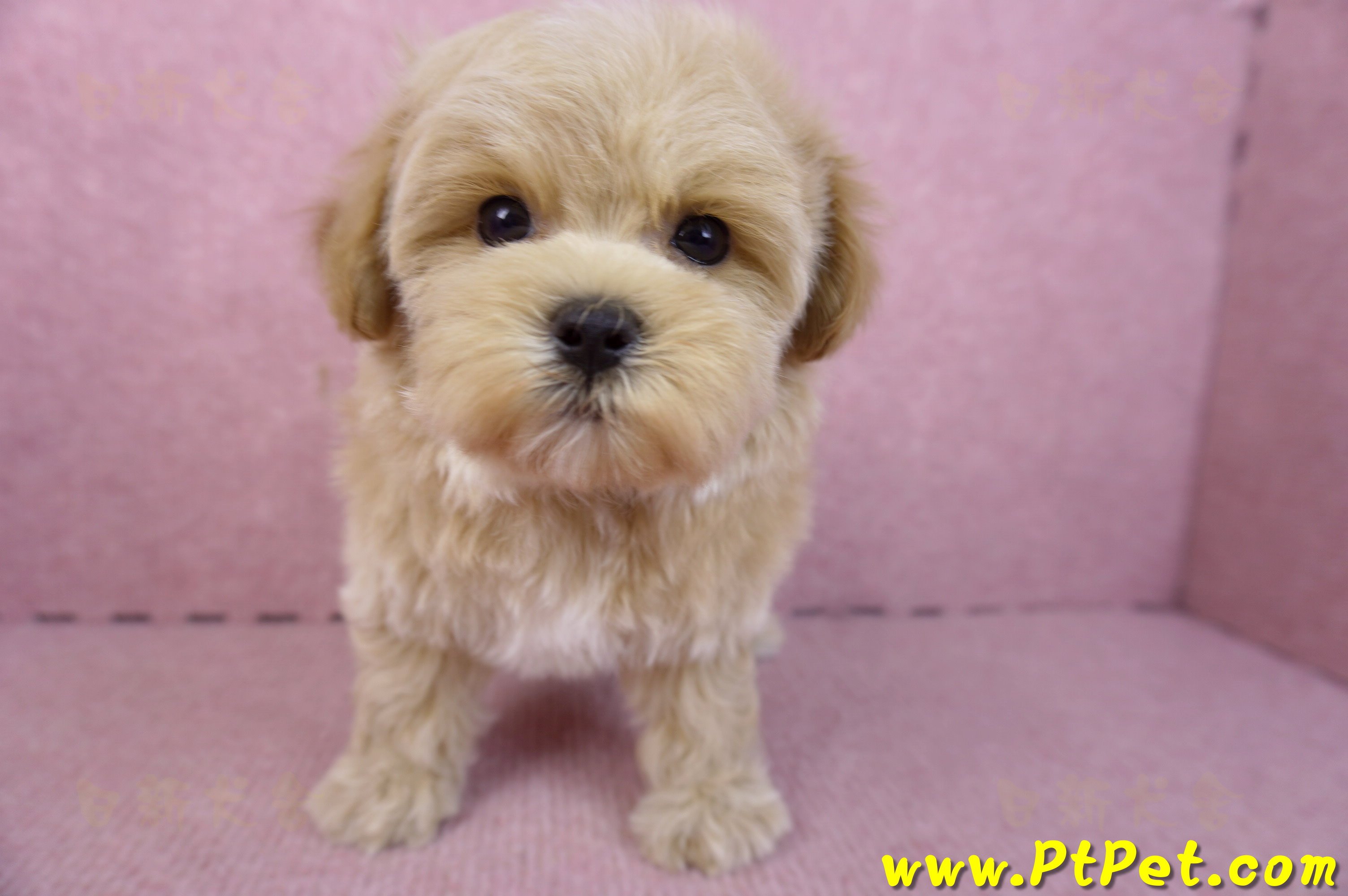 12/10馬爾泰迪母幼犬