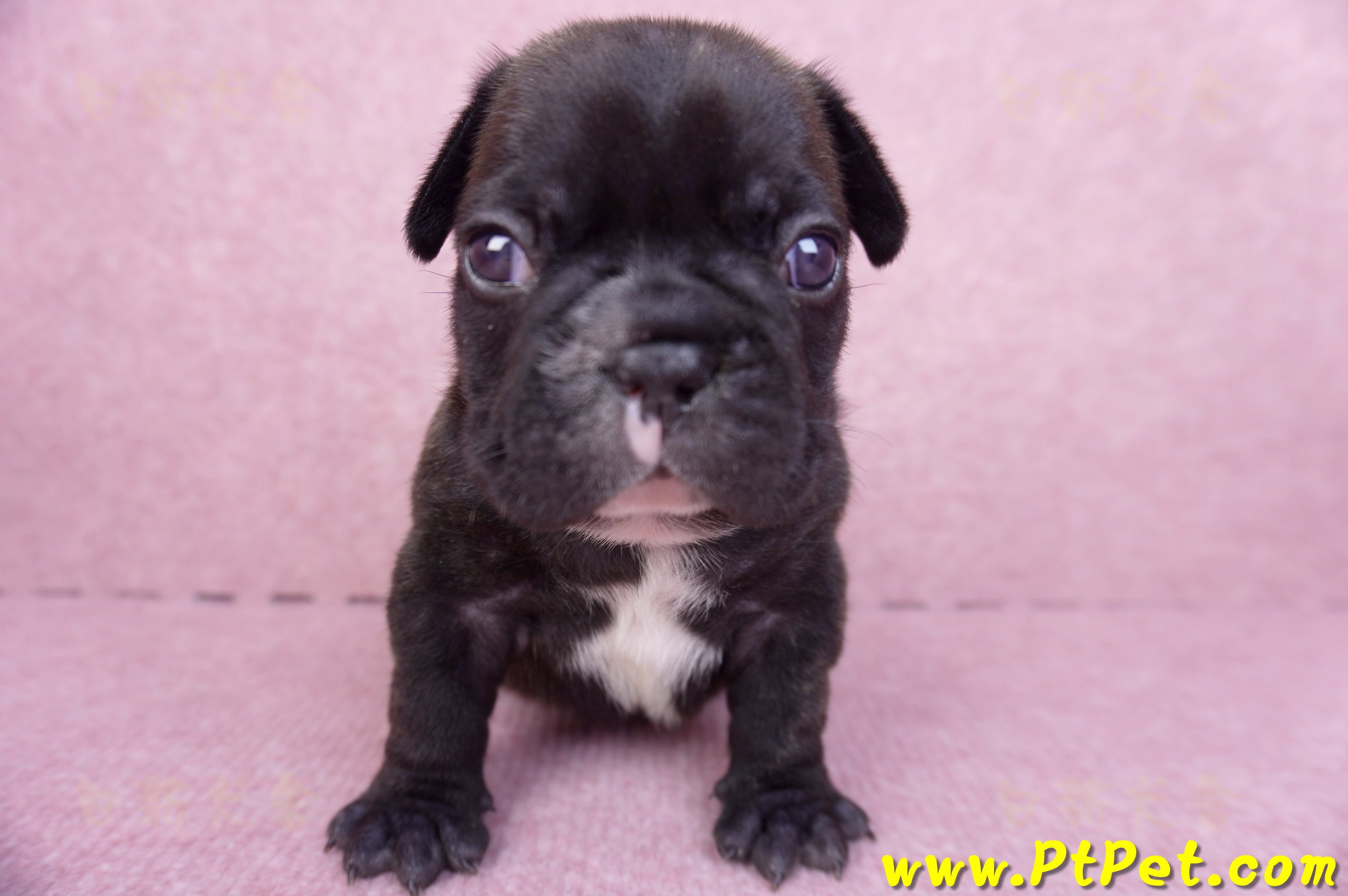 03/21虎斑色法國鬥牛公幼犬