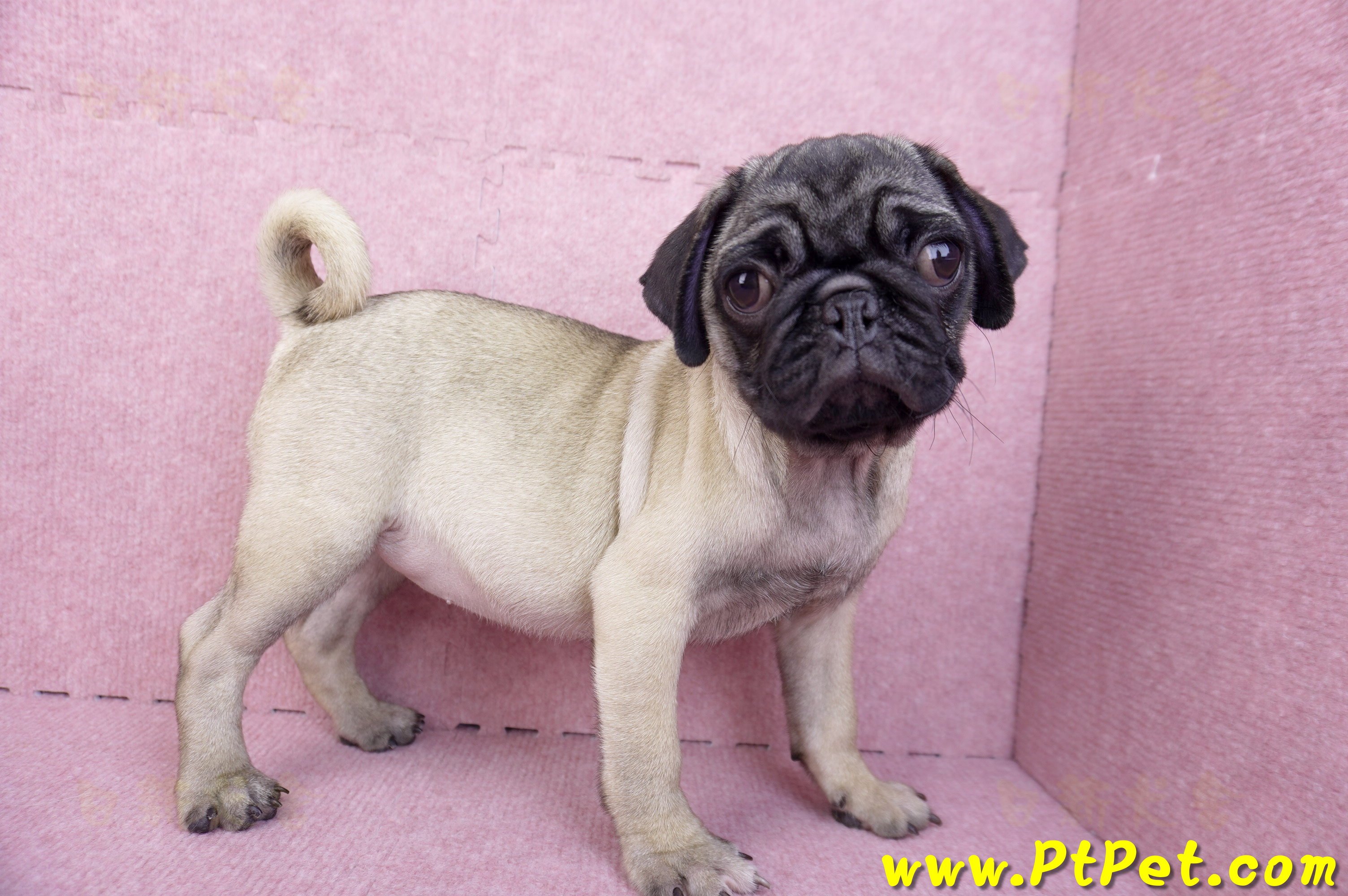 06/23巴哥母幼犬(高雄前鎮)