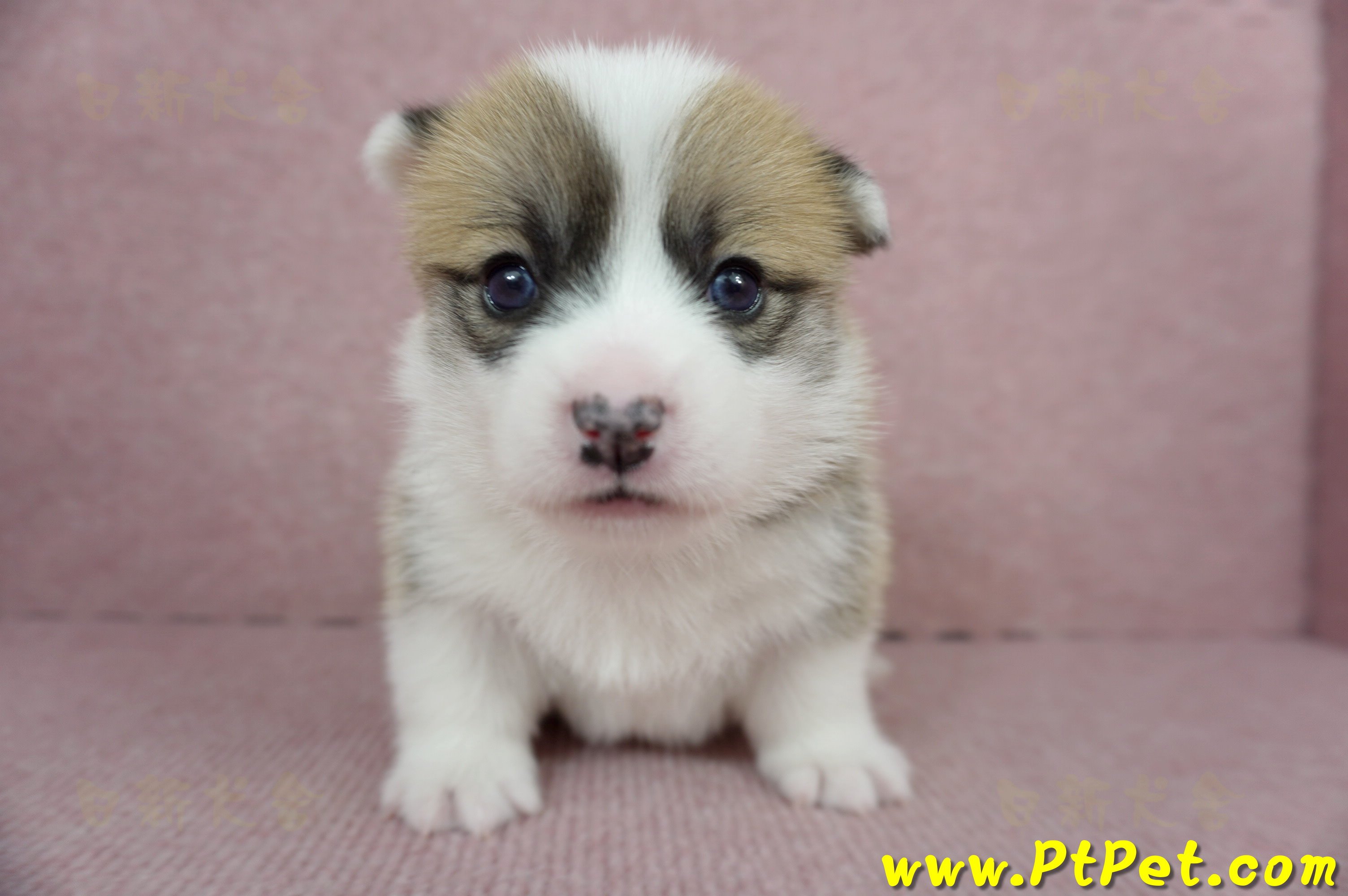 01/25雙色柯基犬公幼犬2號(桃園市)