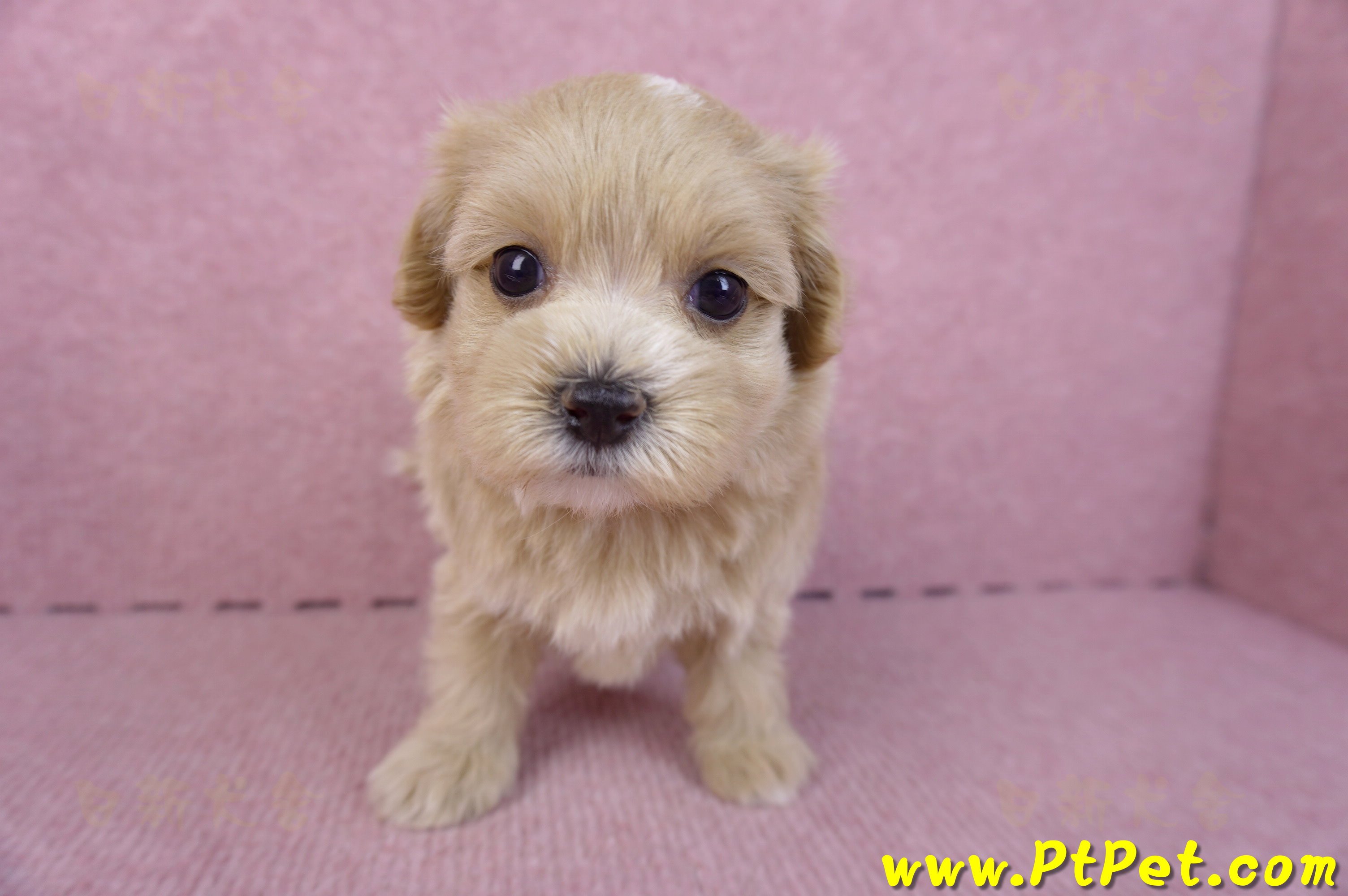 10/18馬爾泰迪母幼犬2號(南投竹山)