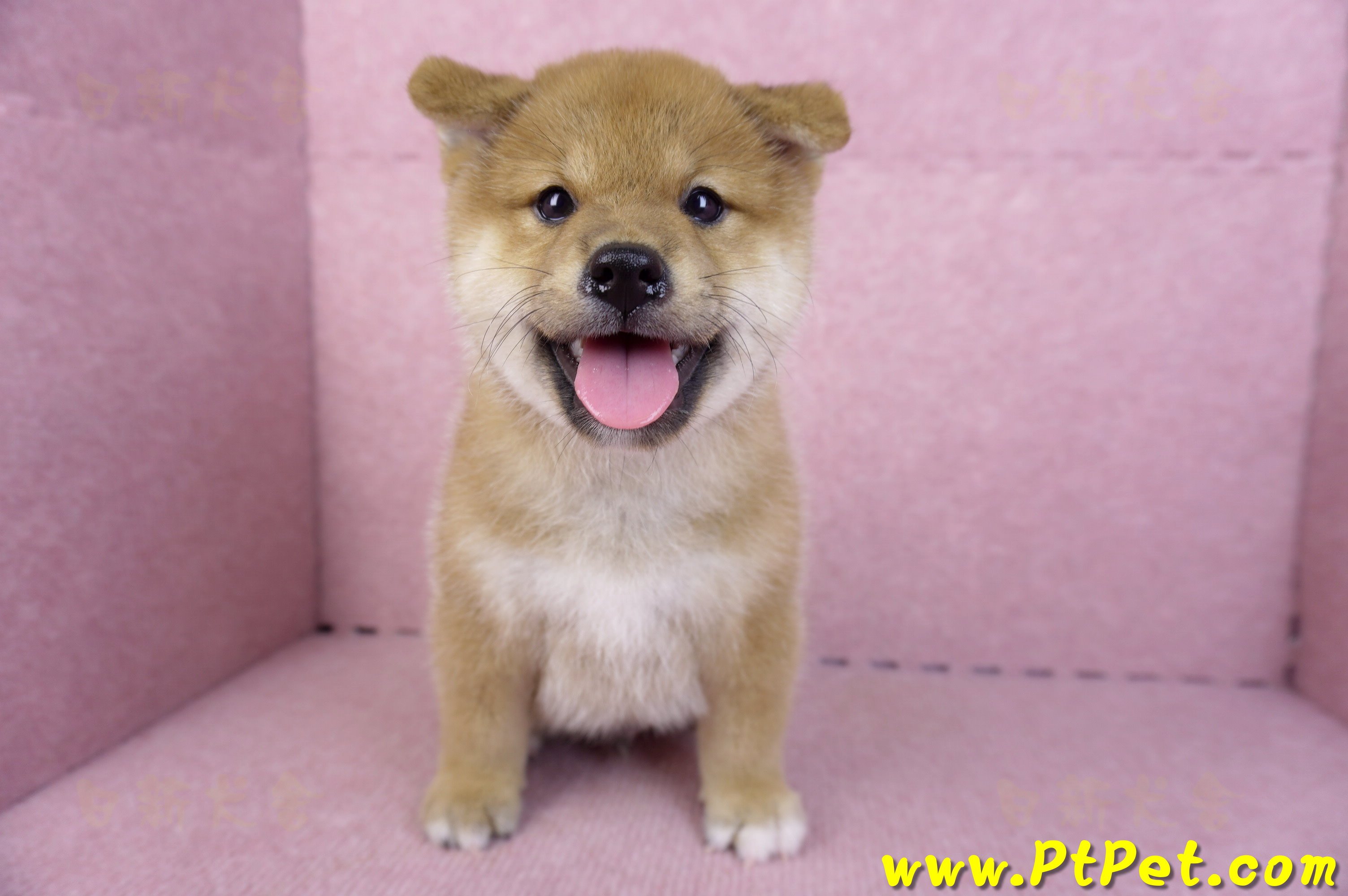 10/15赤色柴犬公幼犬(高雄前金)