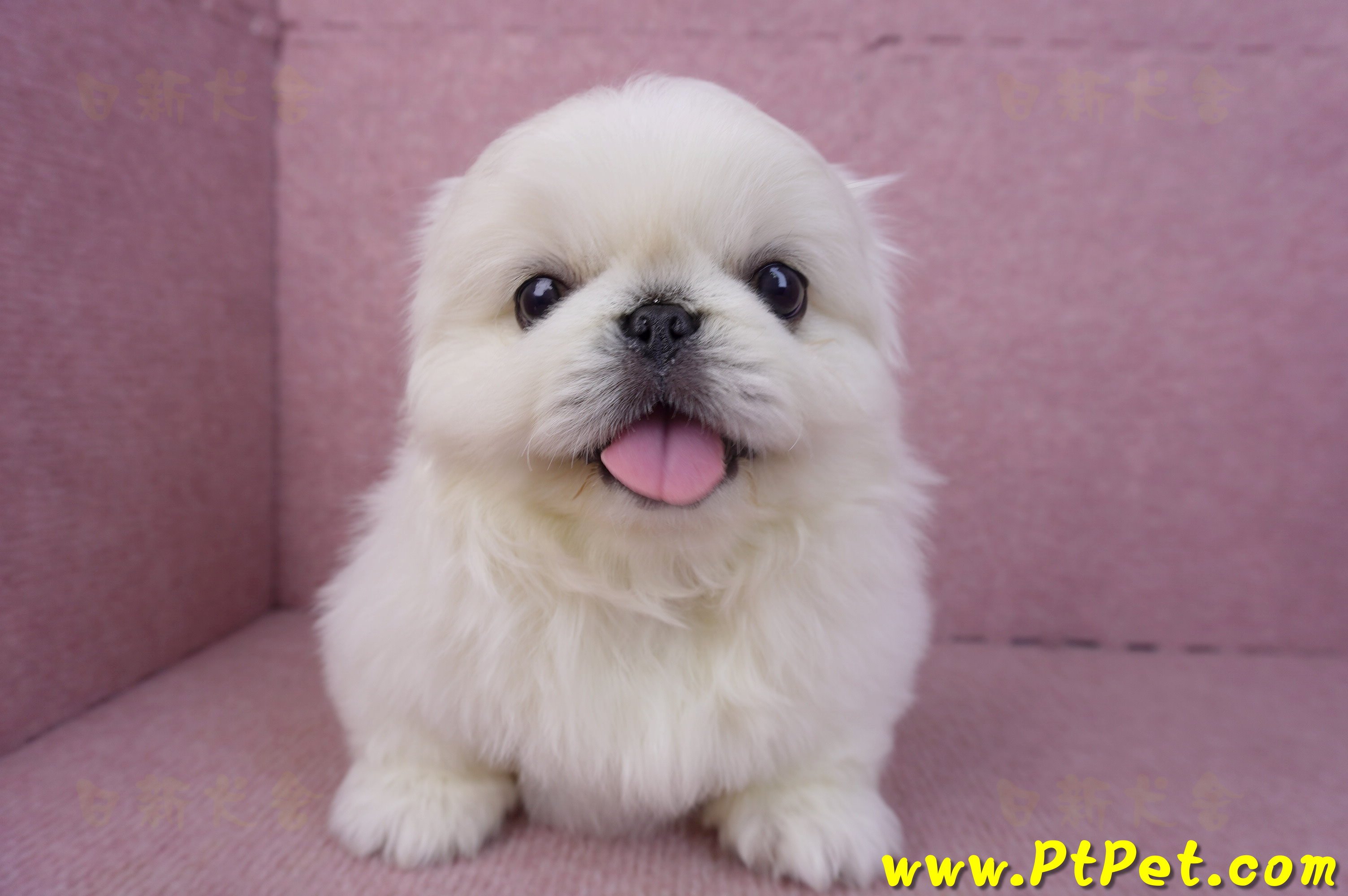 12/17北京狗公幼犬2號