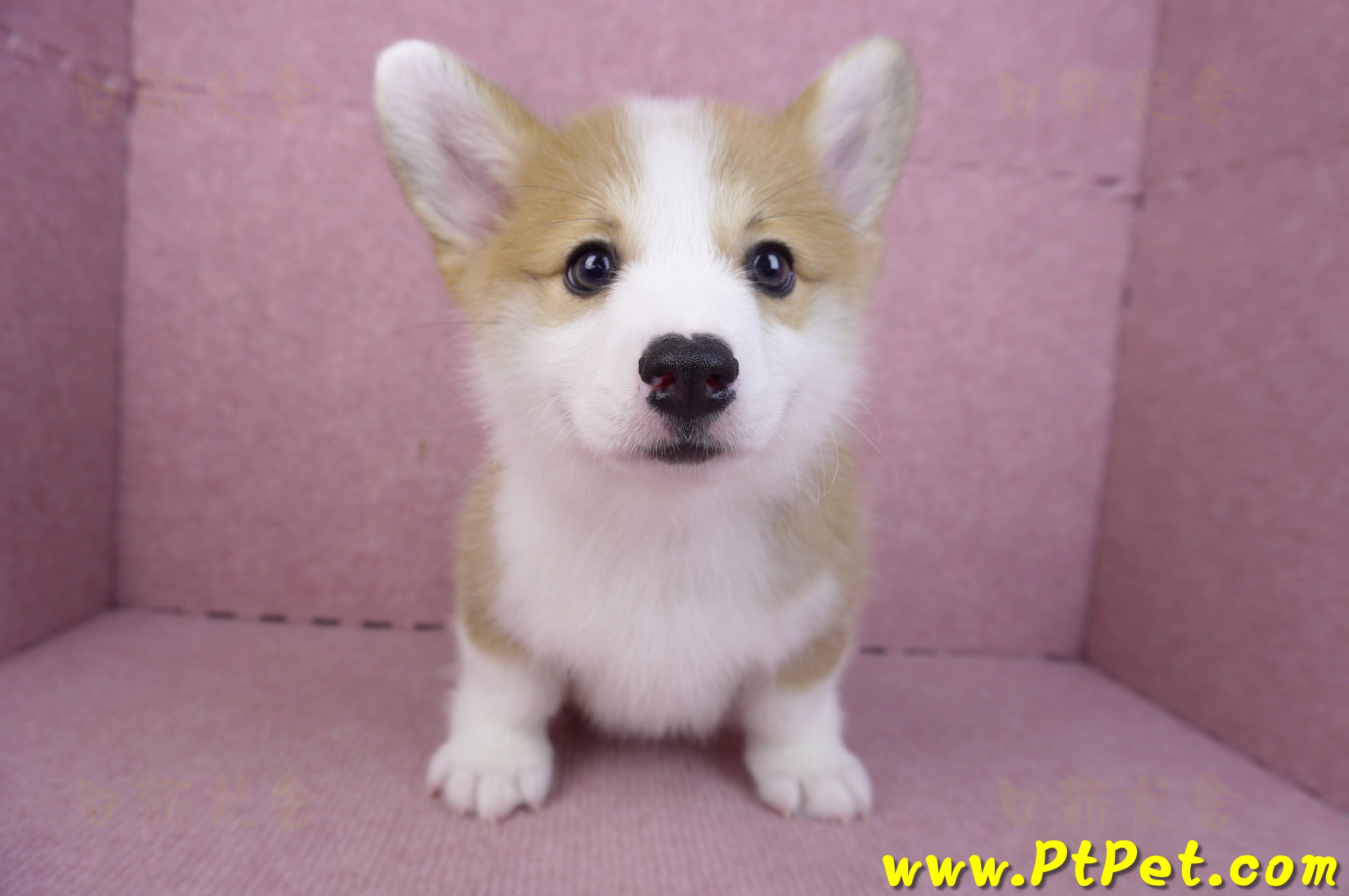 11/30雙色柯基犬公幼犬2號(高雄鳳山)