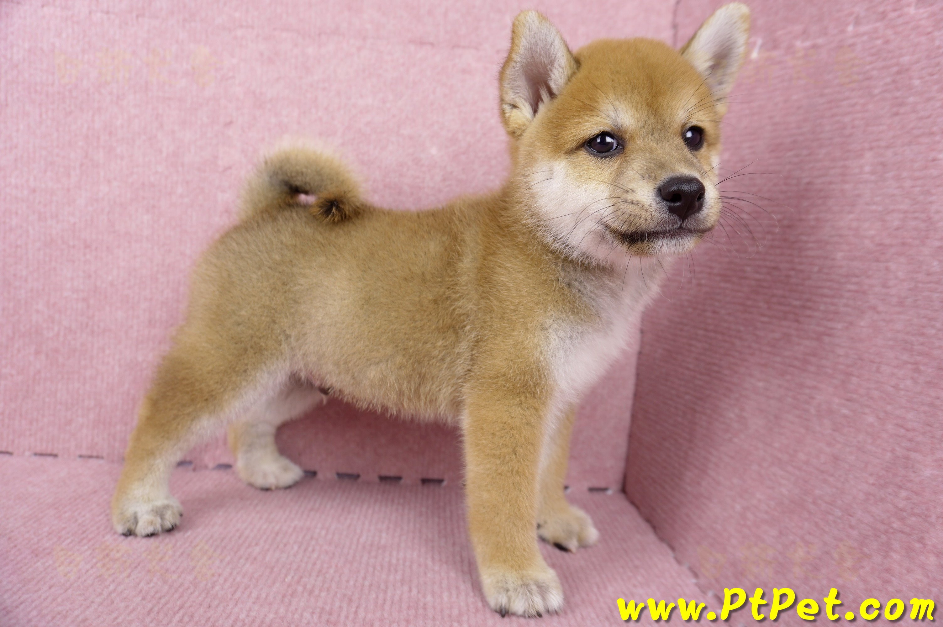 06/09赤色柴犬公幼犬1號(桃園)