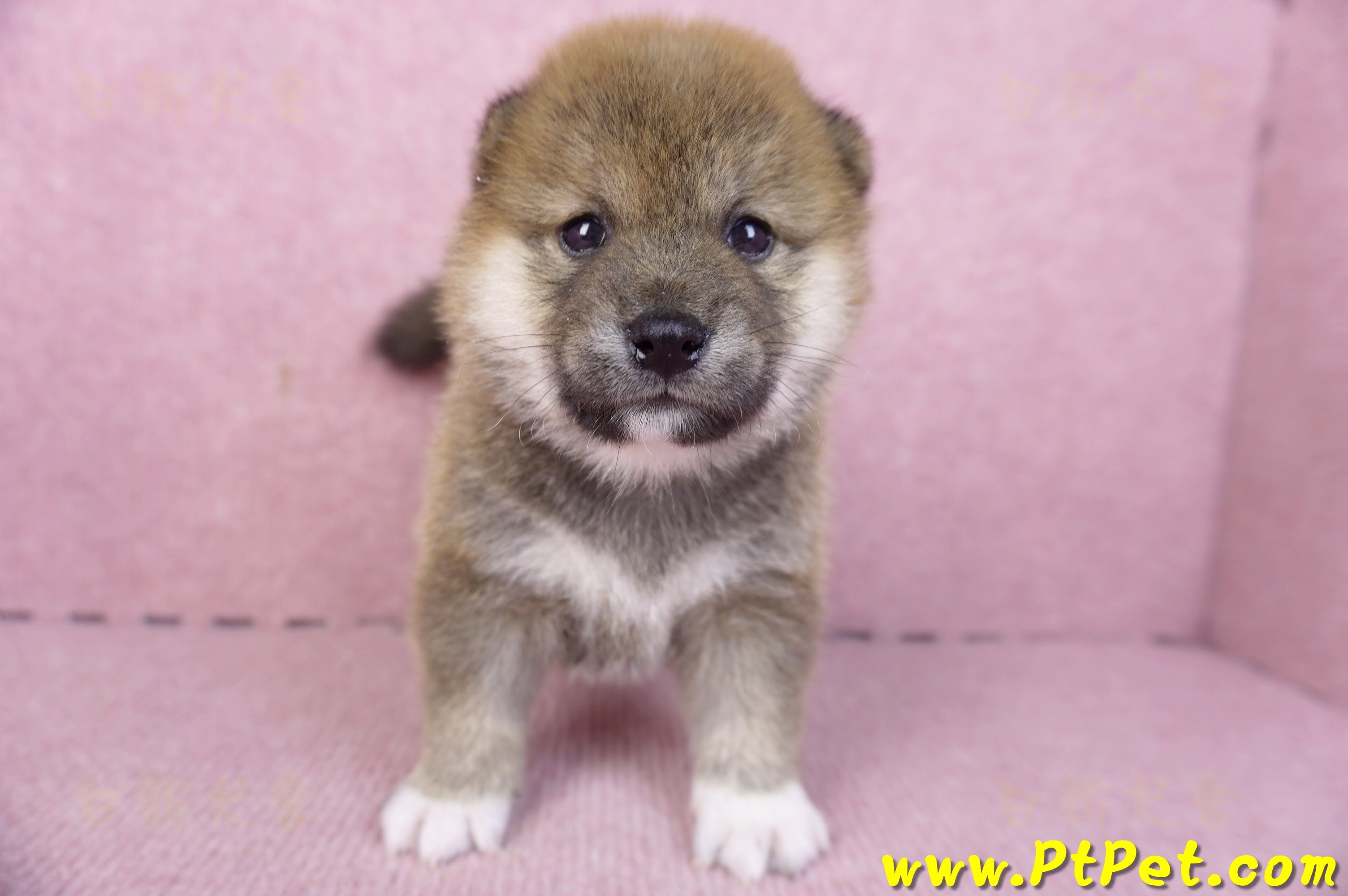 01/11赤色柴犬母幼犬4號