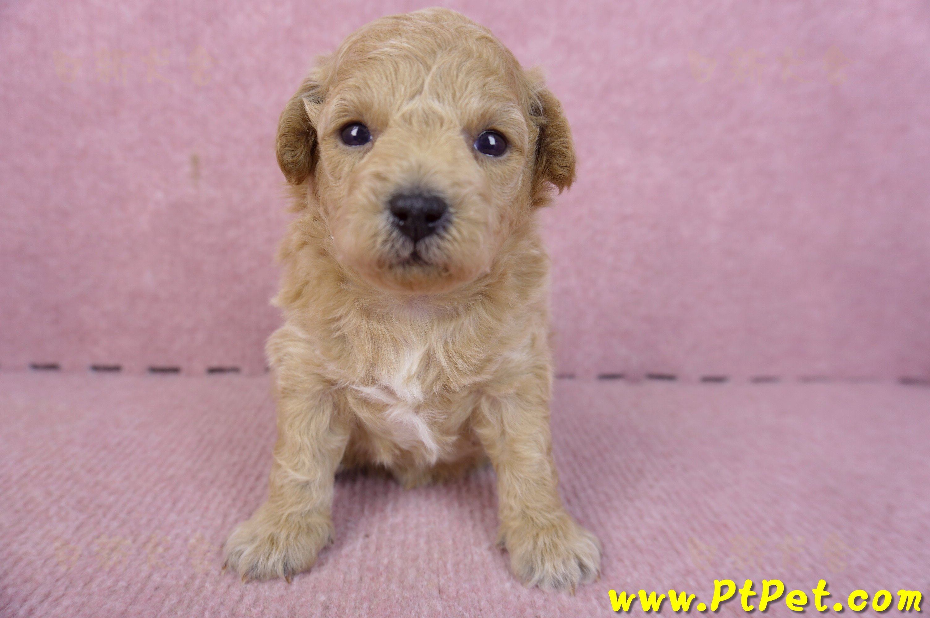 01/20泰迪比熊母幼犬