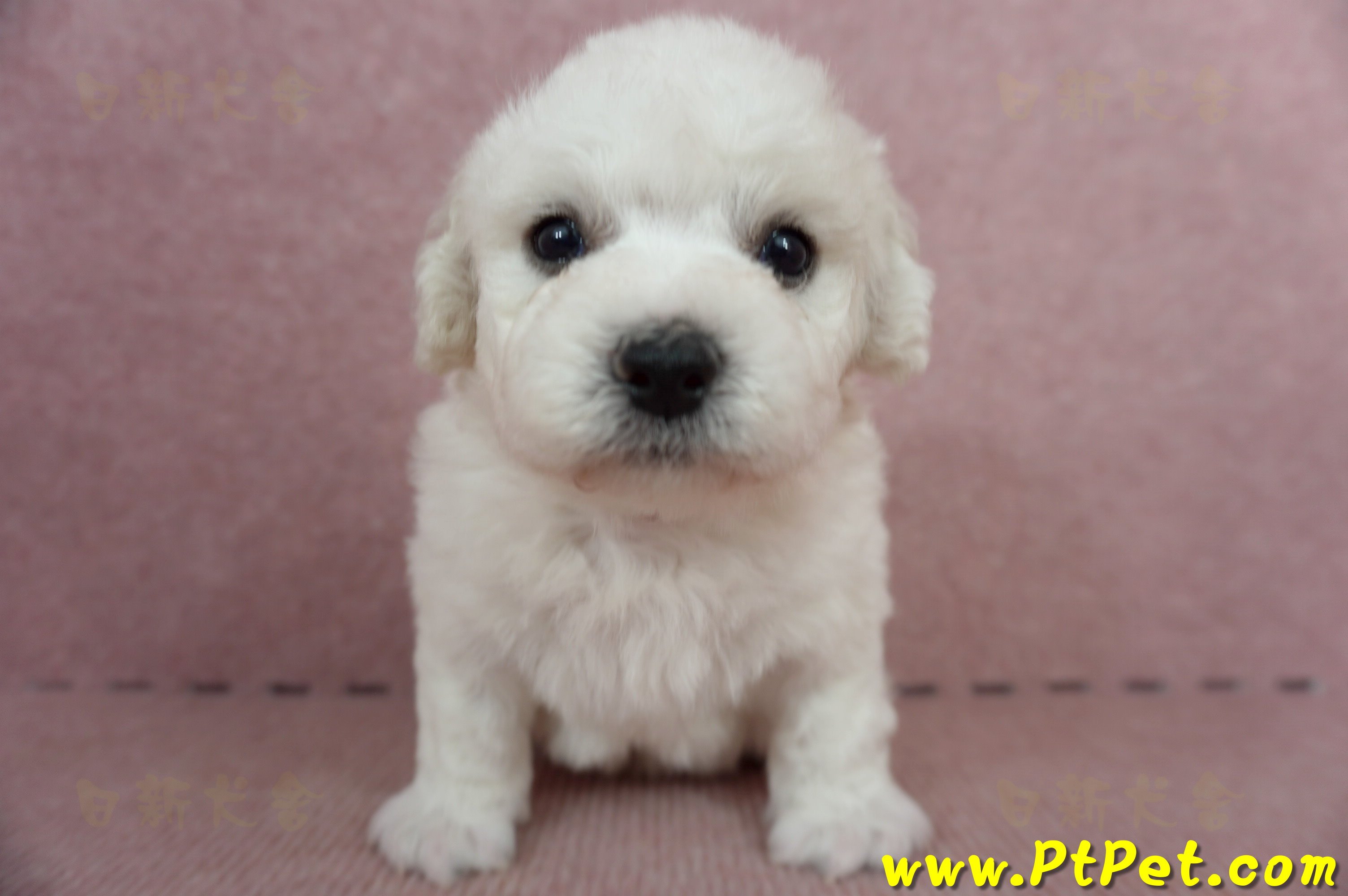 05/22比熊犬公幼犬3號(屏東鹽埔)