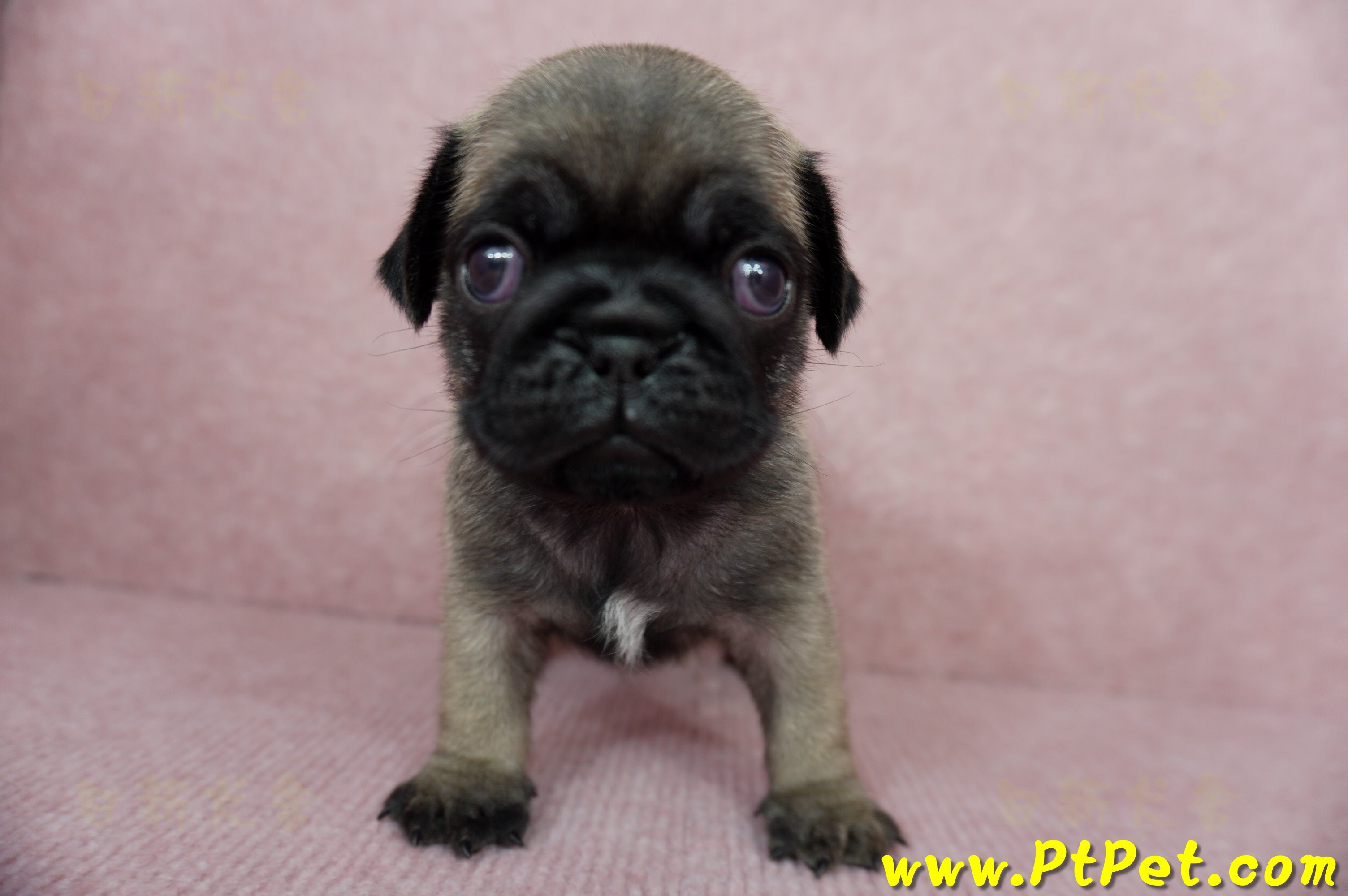 04/02巴哥公幼犬3號(台北內湖)