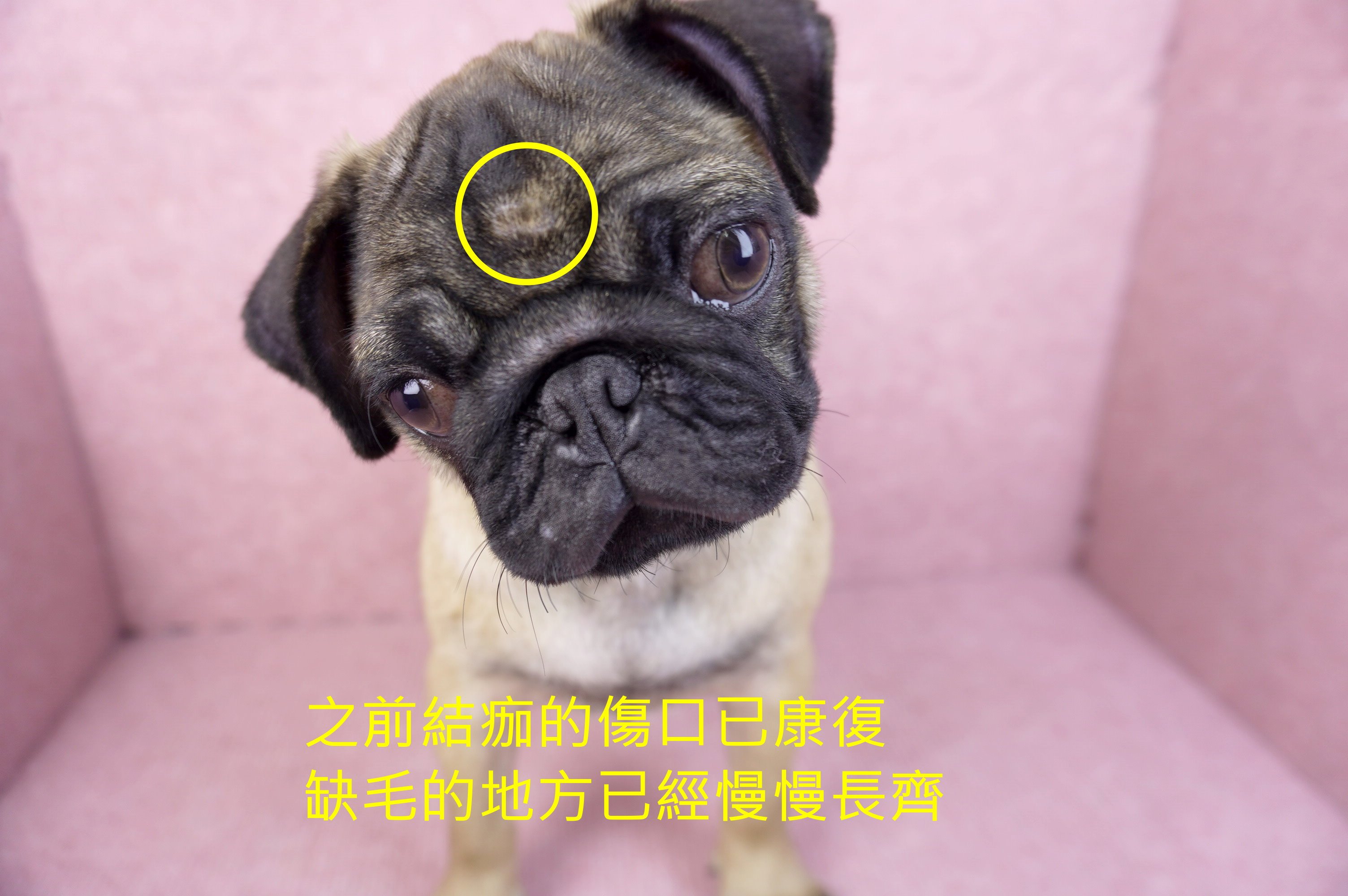 05/12巴哥公幼犬(南投埔里)
