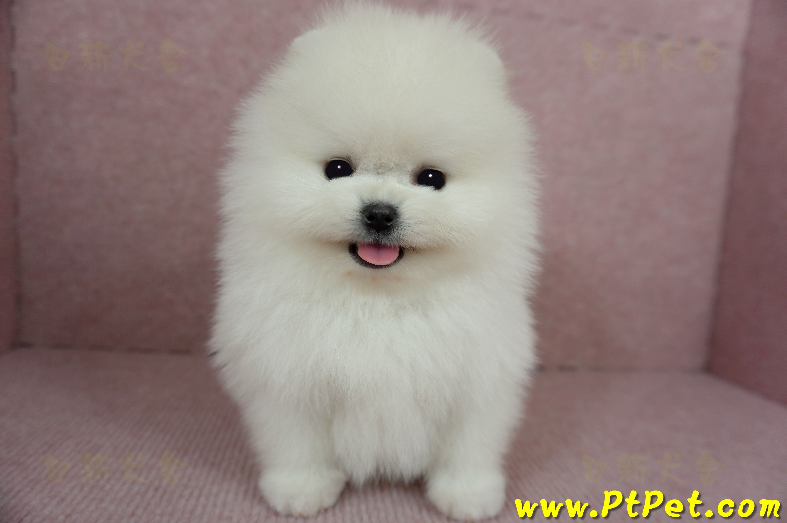 12/27迷你型松鼠白博美公幼犬(高雄前鎮)