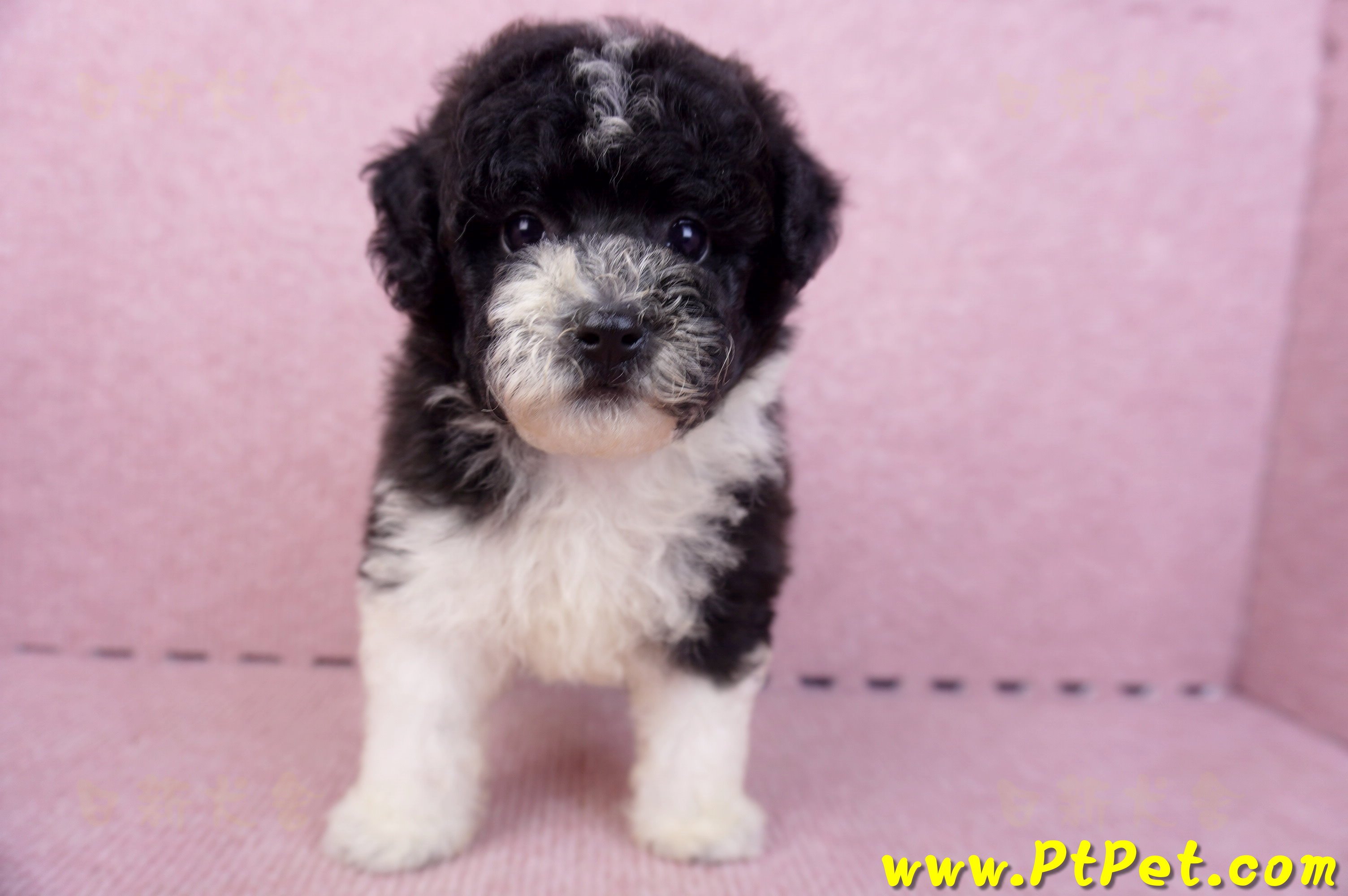 07/10迷你型花貴賓母幼犬2號(台南中西)