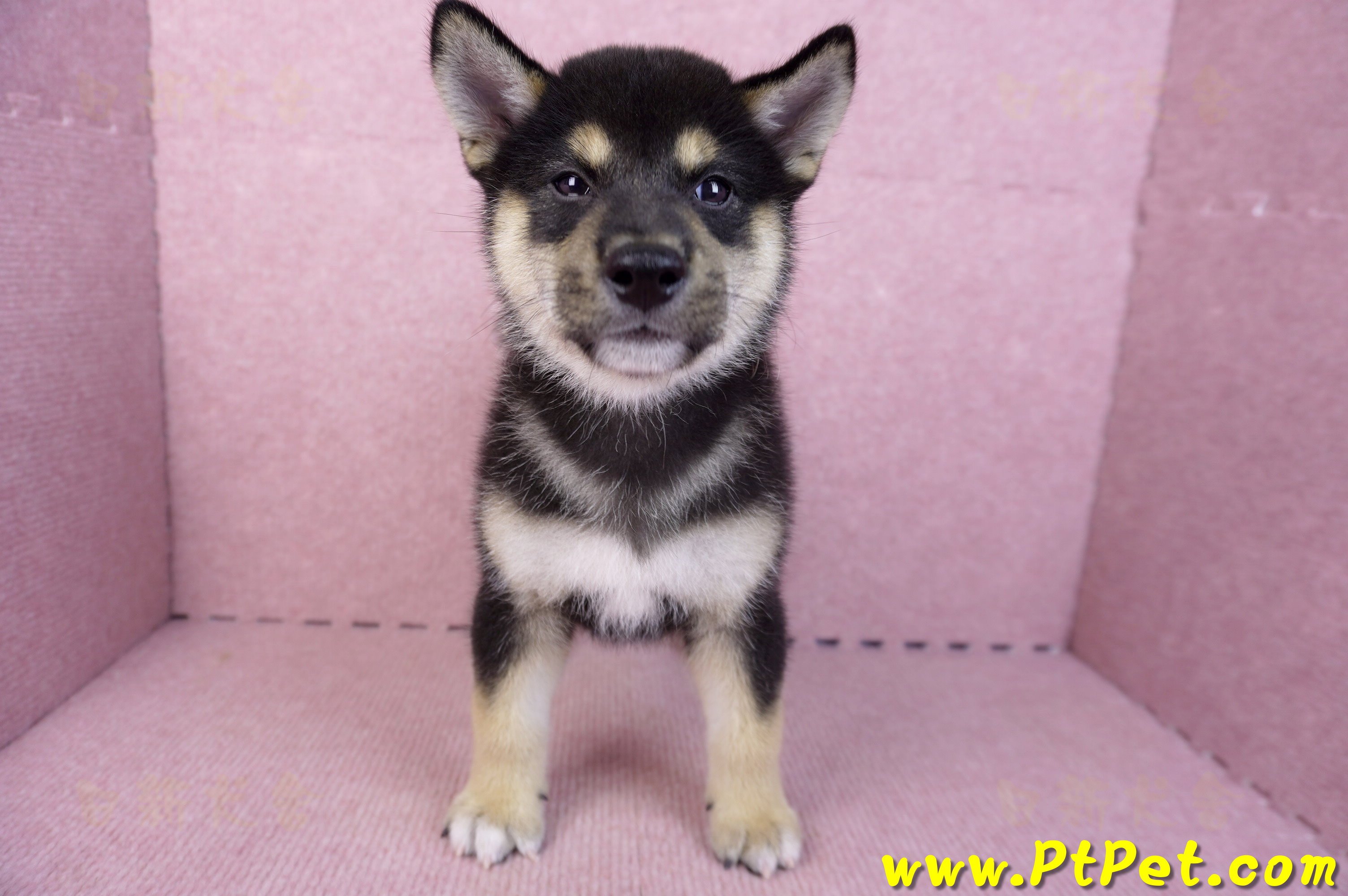 07/05黑色柴犬公幼犬(新北新莊)