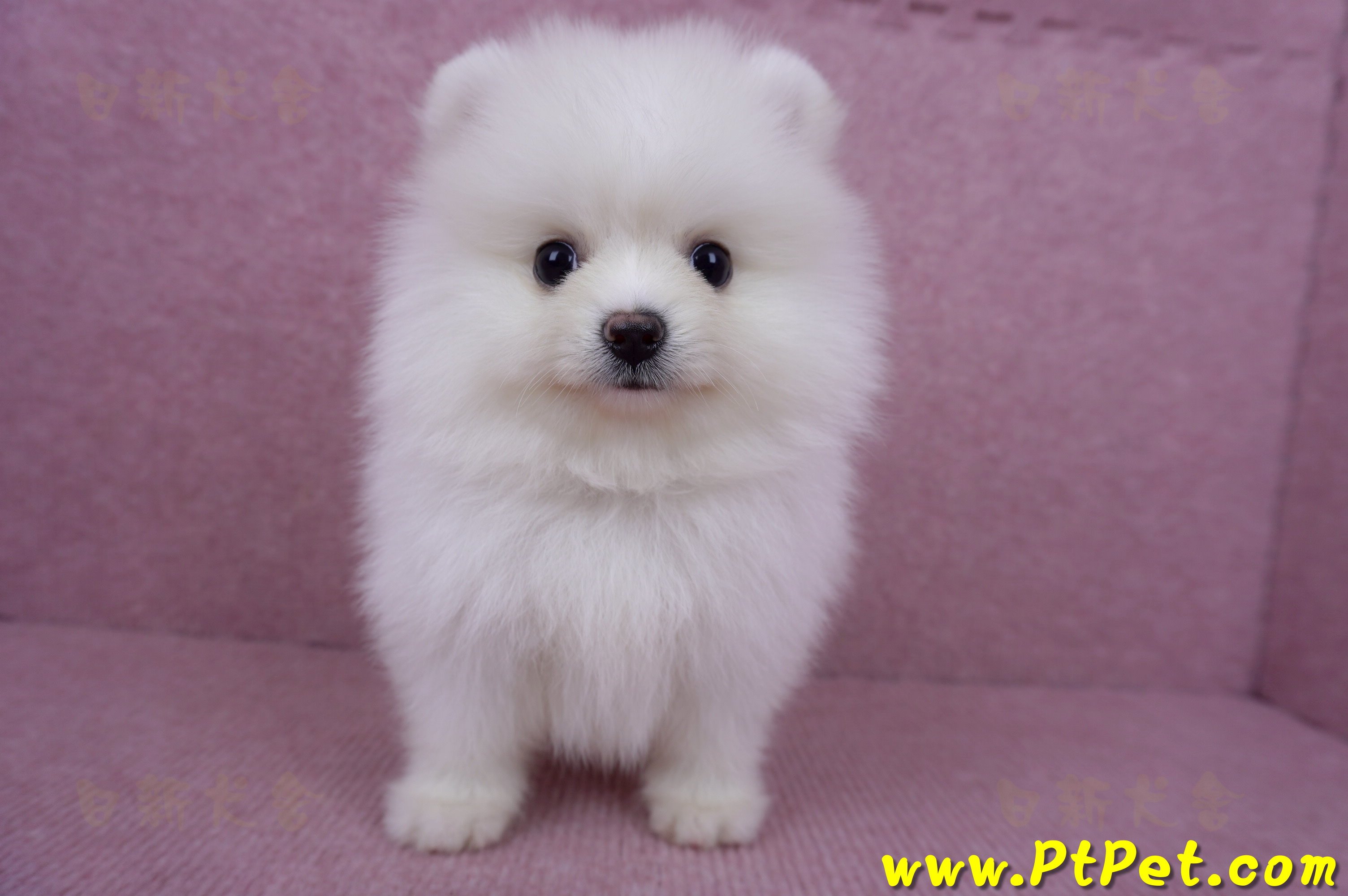 05/22迷你型松鼠白博美公幼犬(高雄美濃)