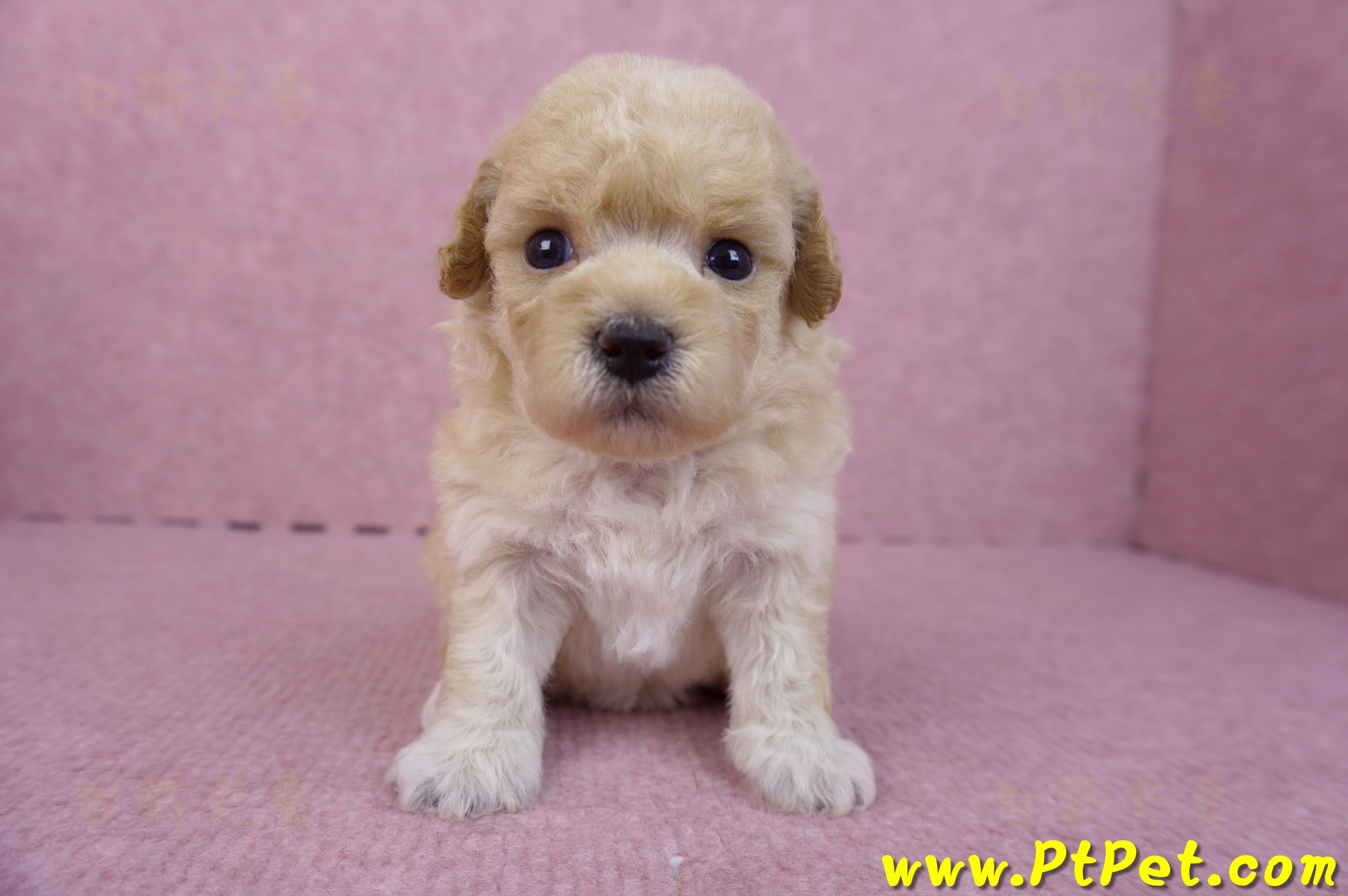 04/01泰迪比熊母幼犬2號